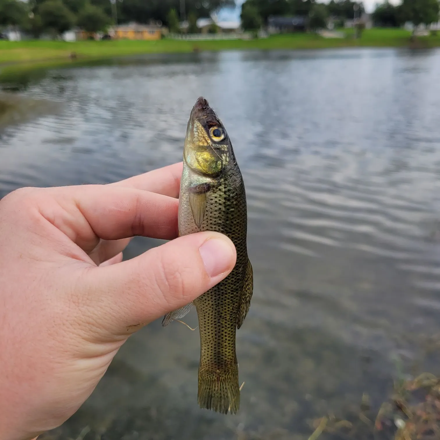 The most recent Seminole killifish catches on Fishbrain