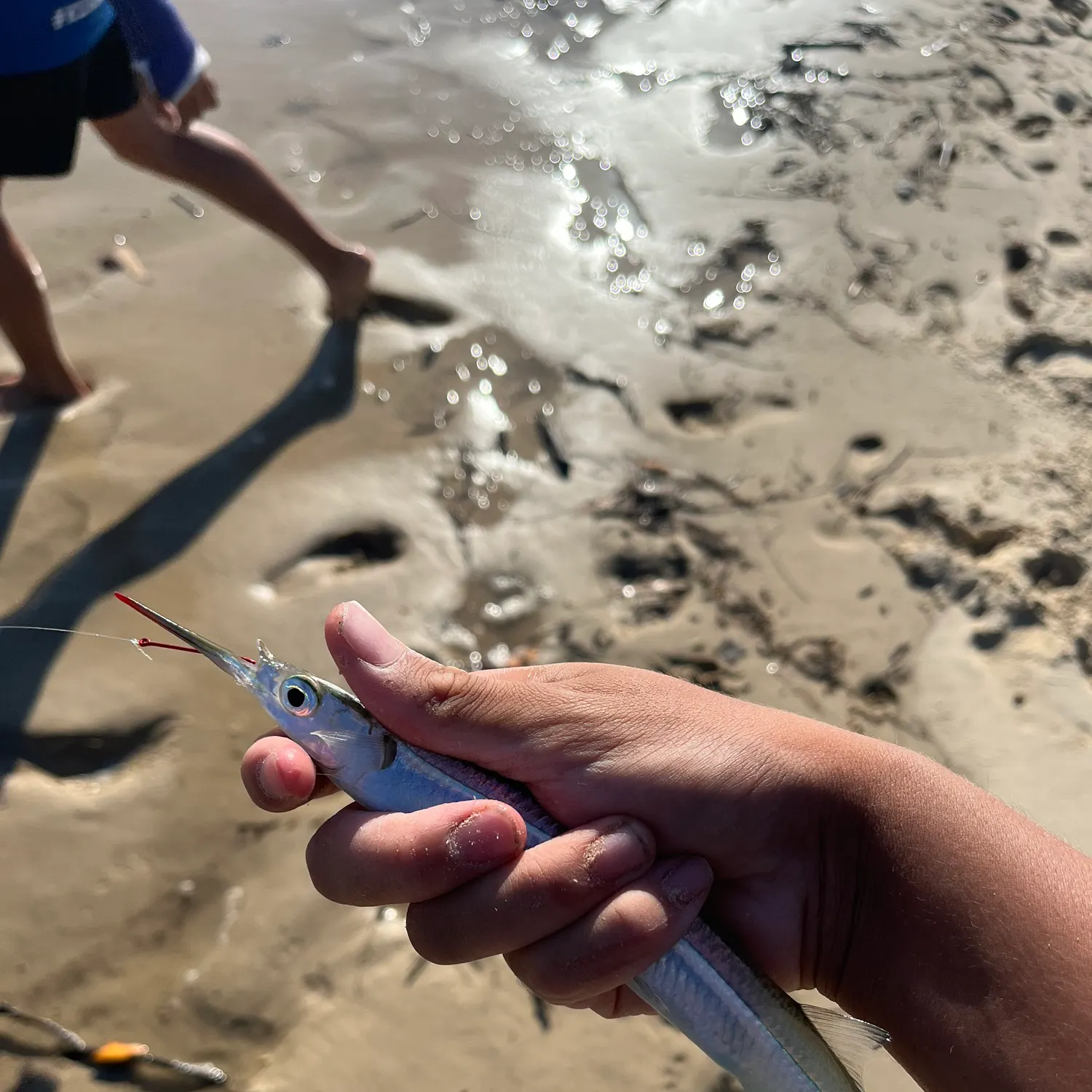 The most recent Needlenose gar catches on Fishbrain