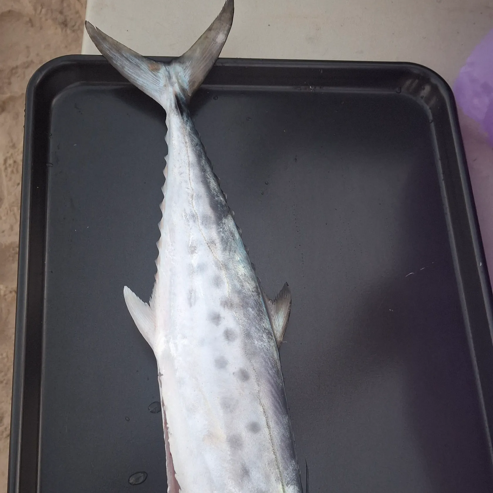Fish caught on Fishbrain