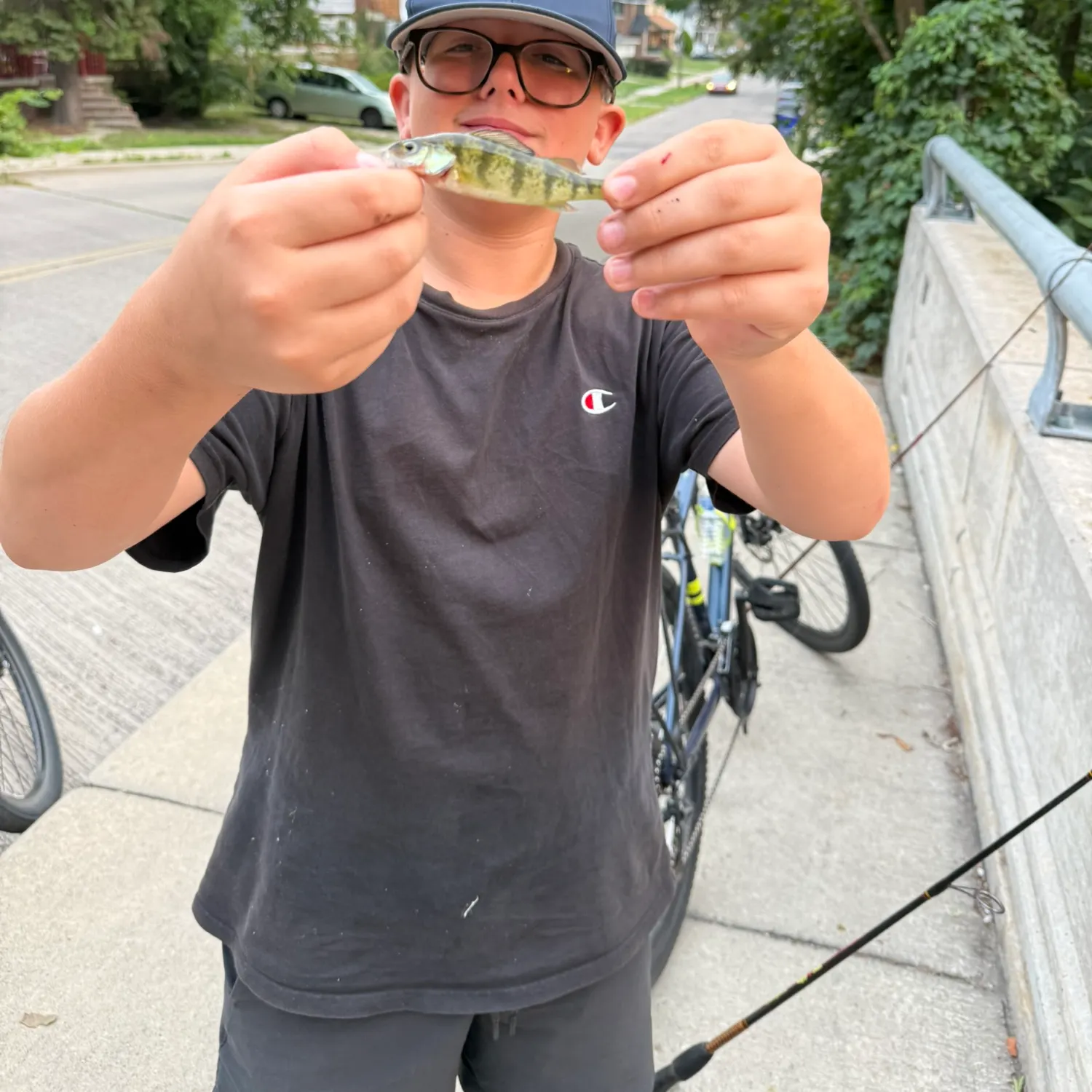 Yellow perch caught on Fishbrain