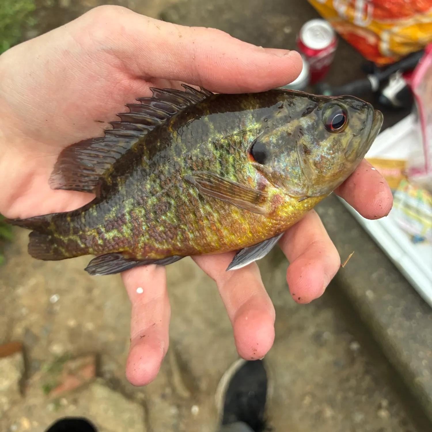 catch
