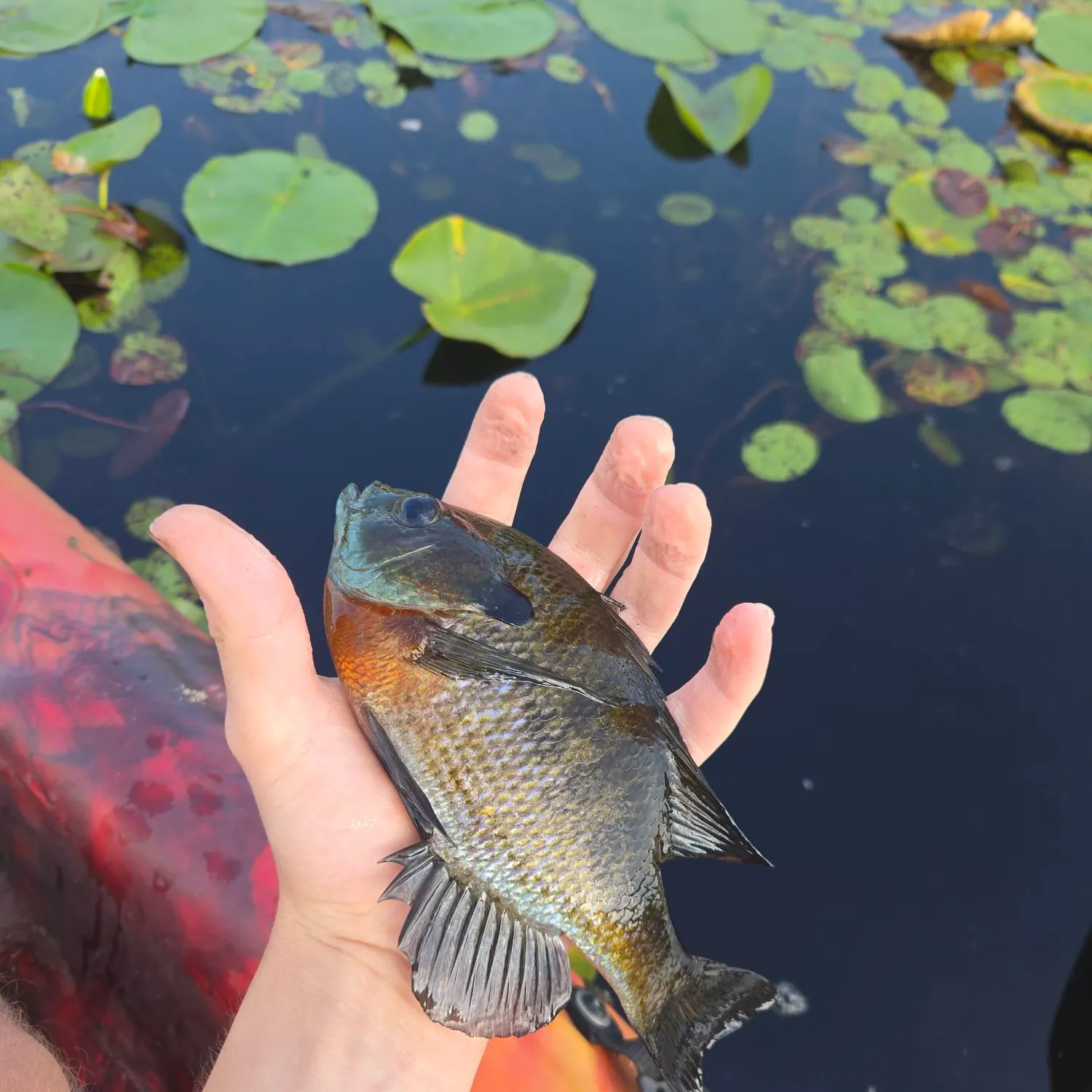 Bluegill caught on Fishbrain