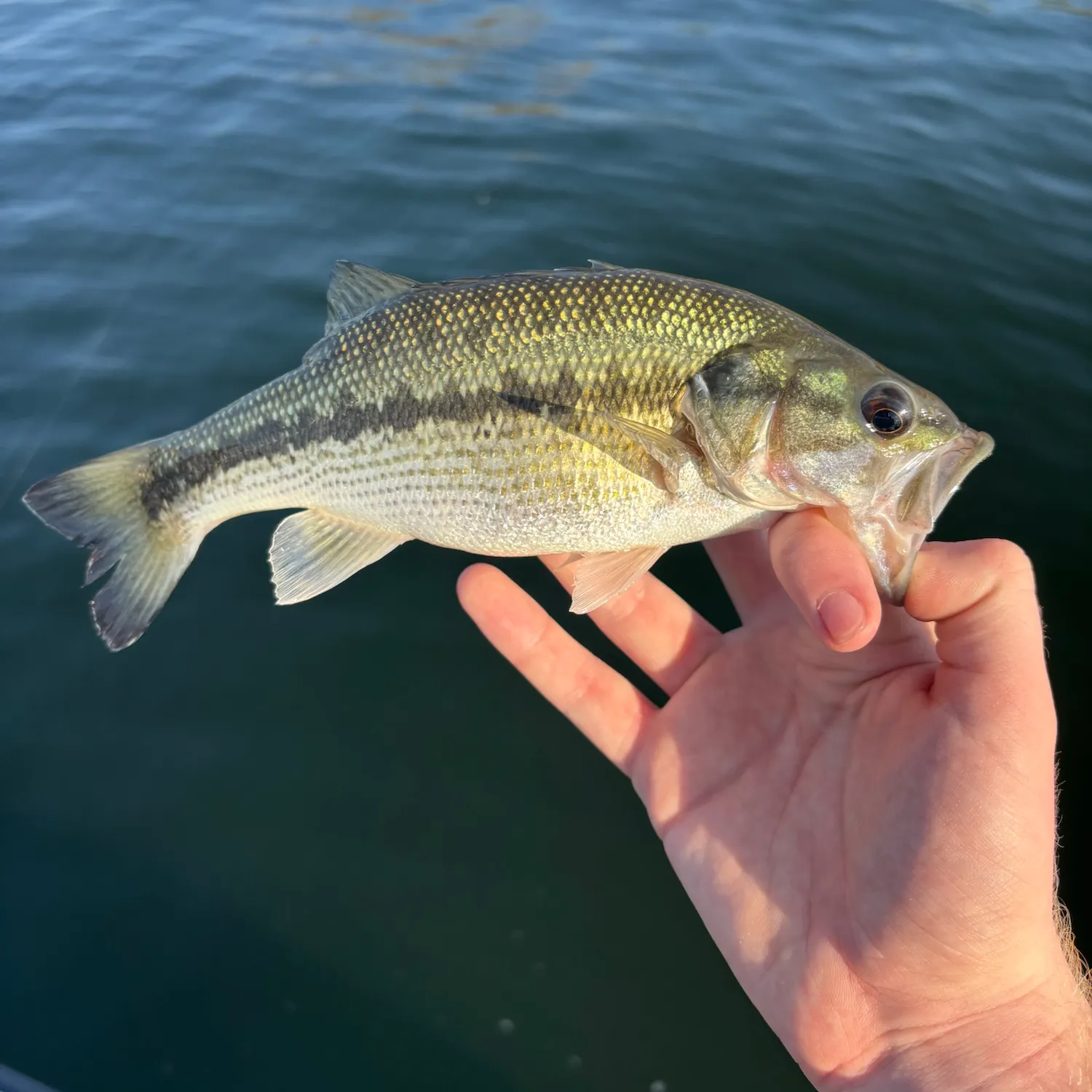 Spotted bass caught on Fishbrain