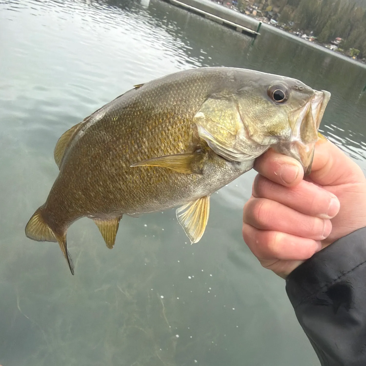 Fish caught on Fishbrain