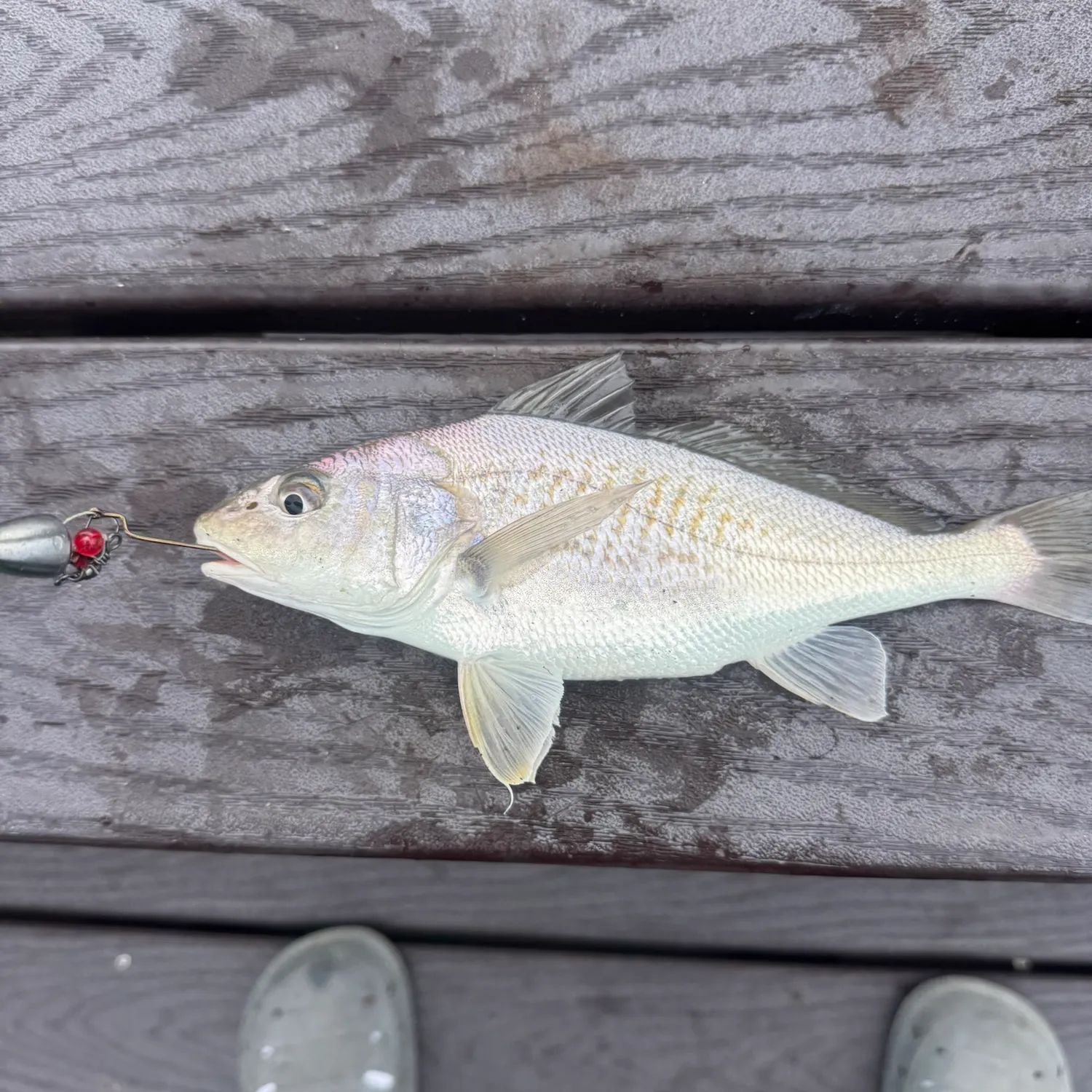 Atlantic croaker caught on Fishbrain