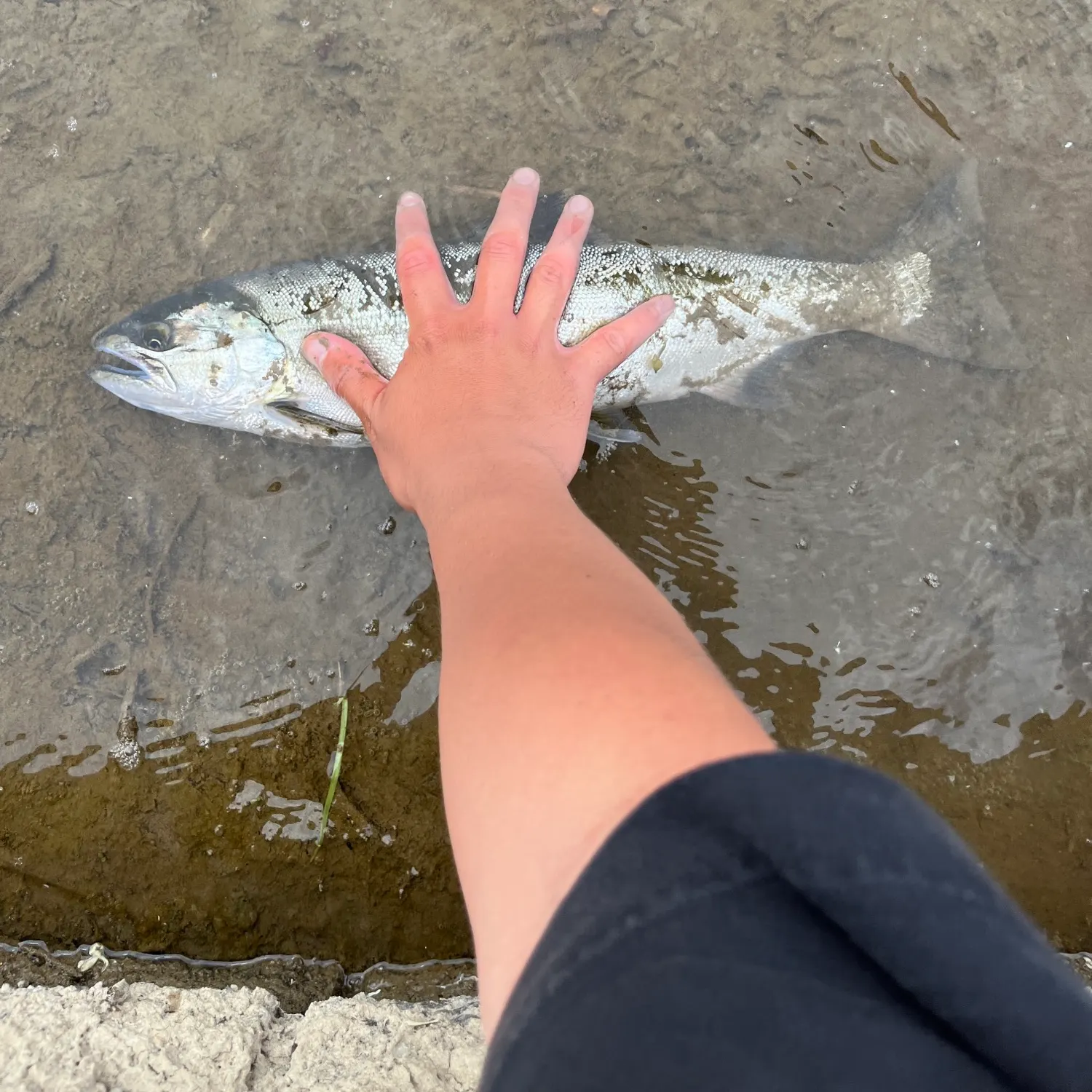 most liked catch image