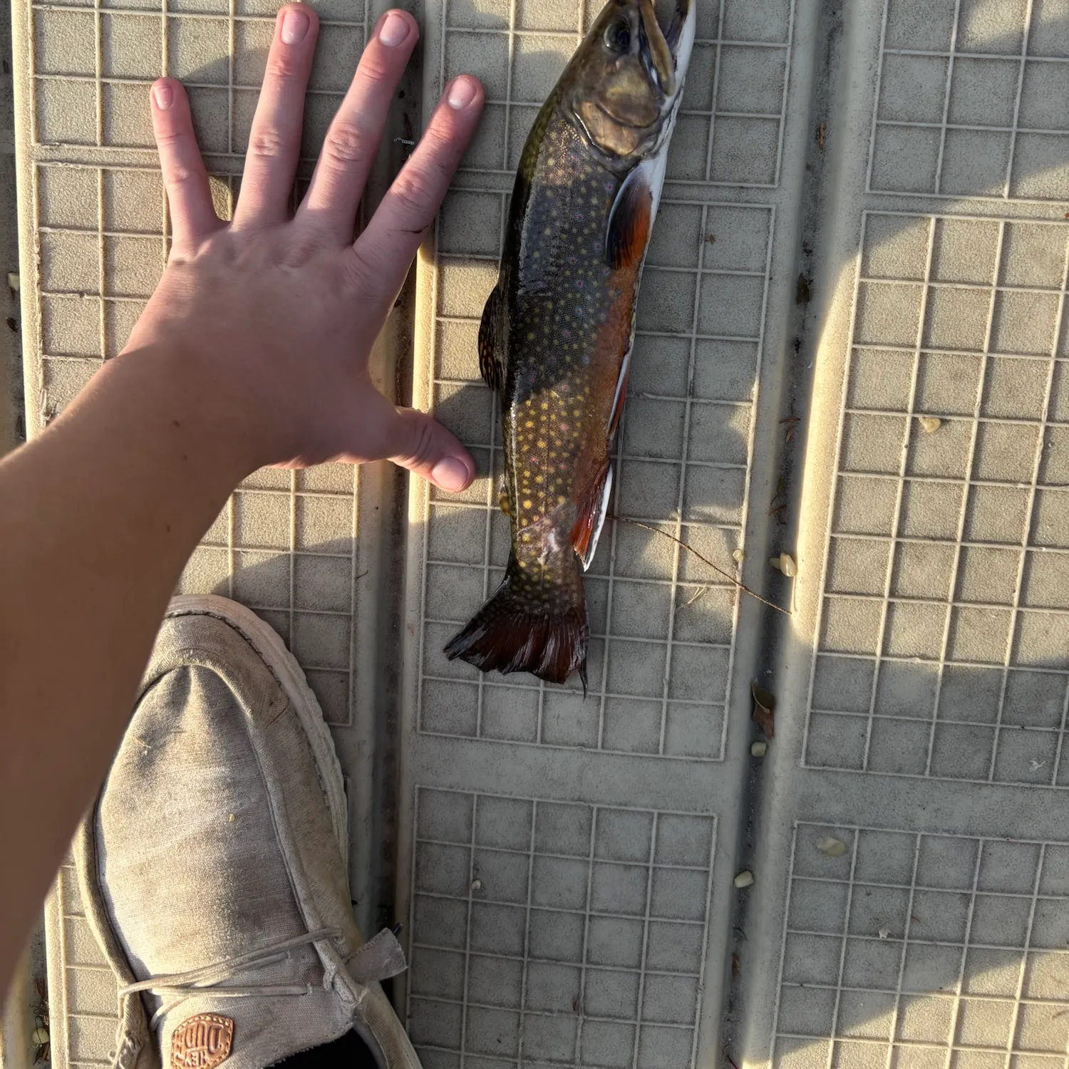 Brook trout caught on Fishbrain