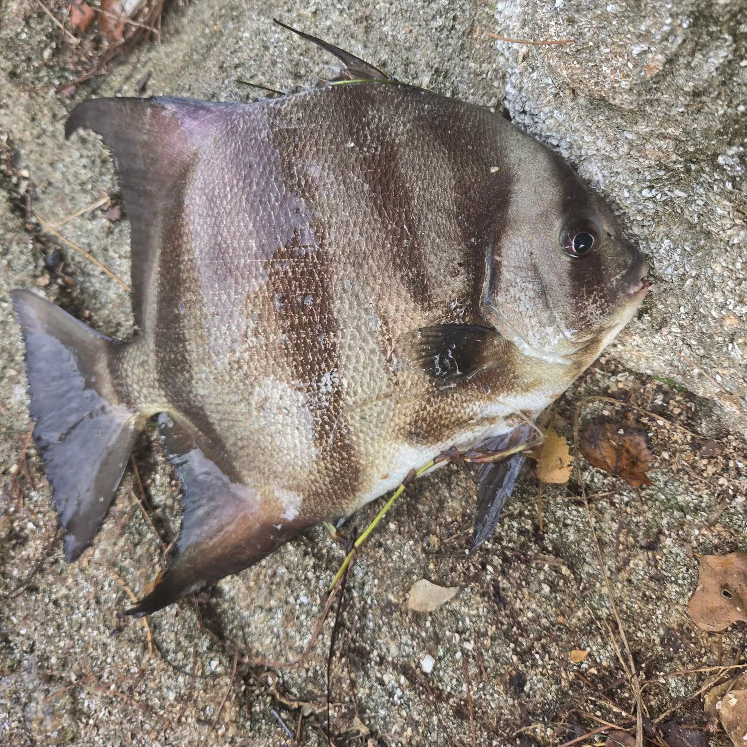 Atlantic spadefish caught on Fishbrain