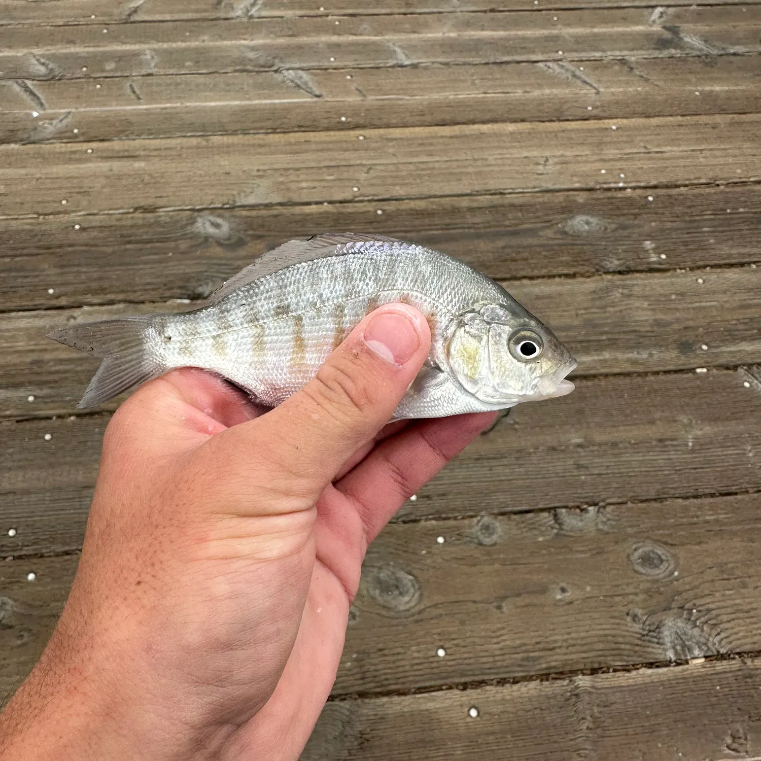 Barred surfperch caught on Fishbrain