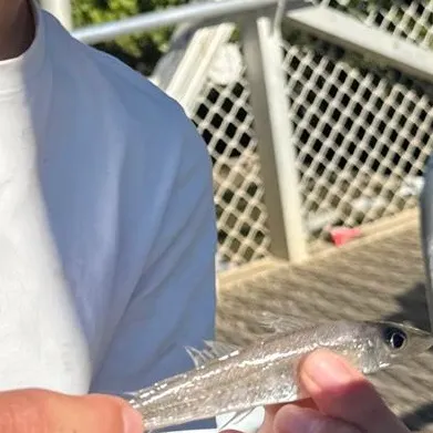 The most recent Yellowfin sillago catches on Fishbrain