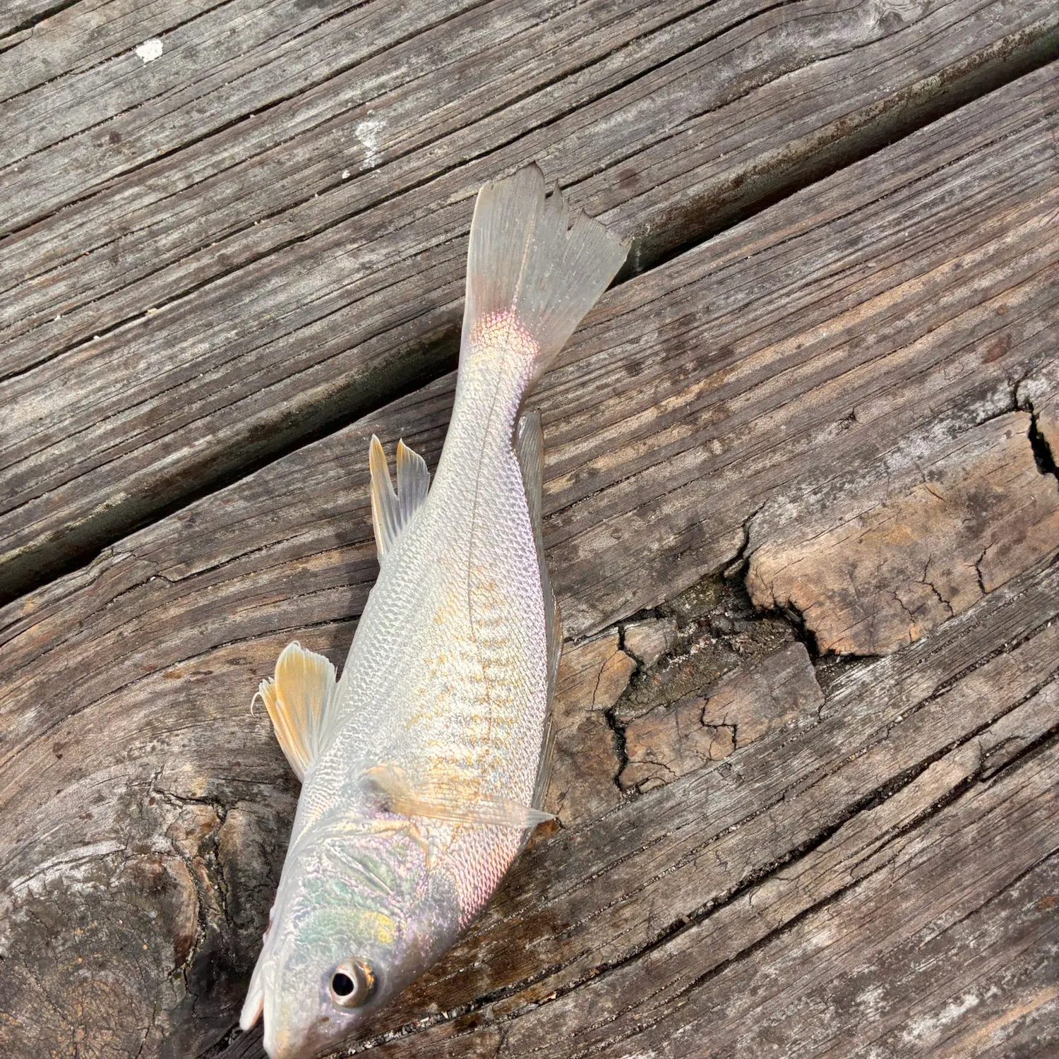 Atlantic croaker caught on Fishbrain