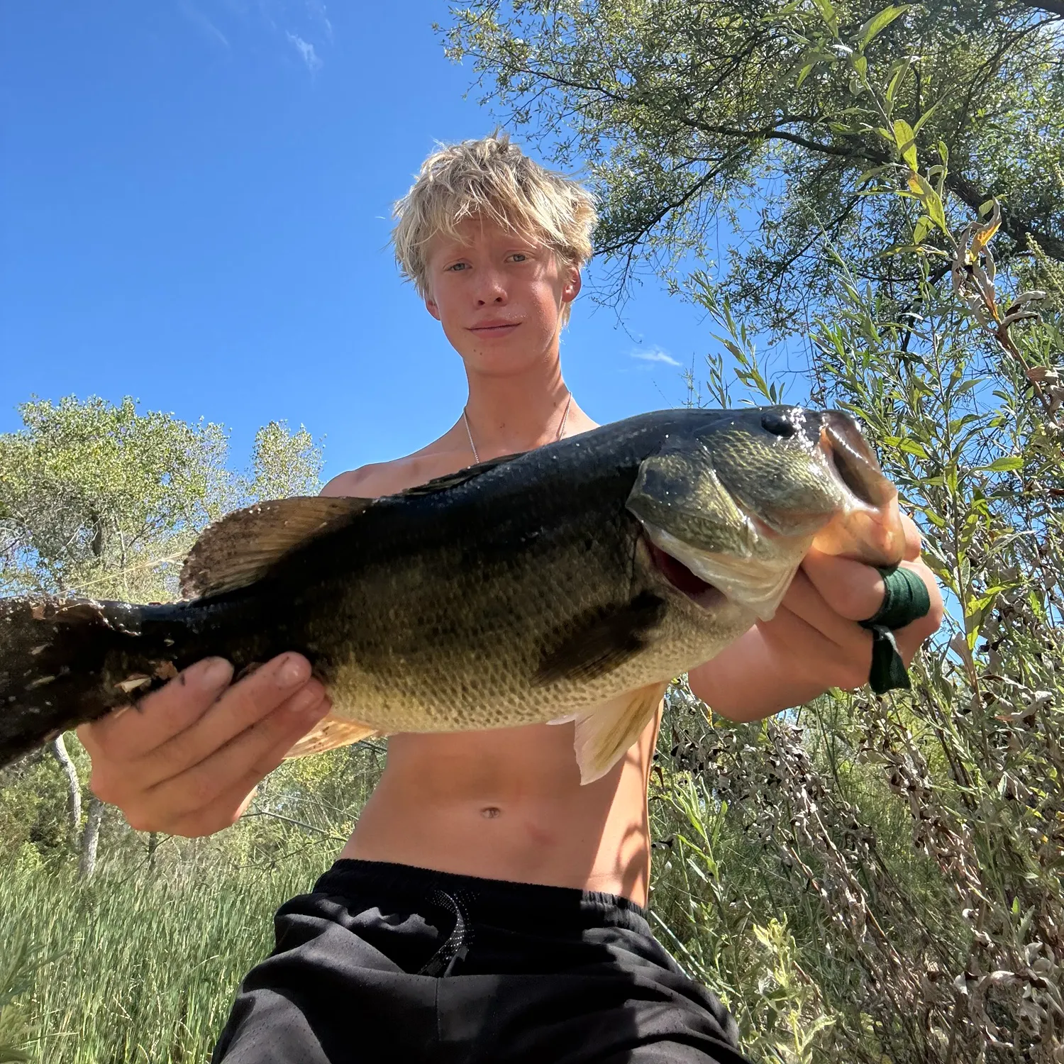 Largemouth bass caught on Fishbrain