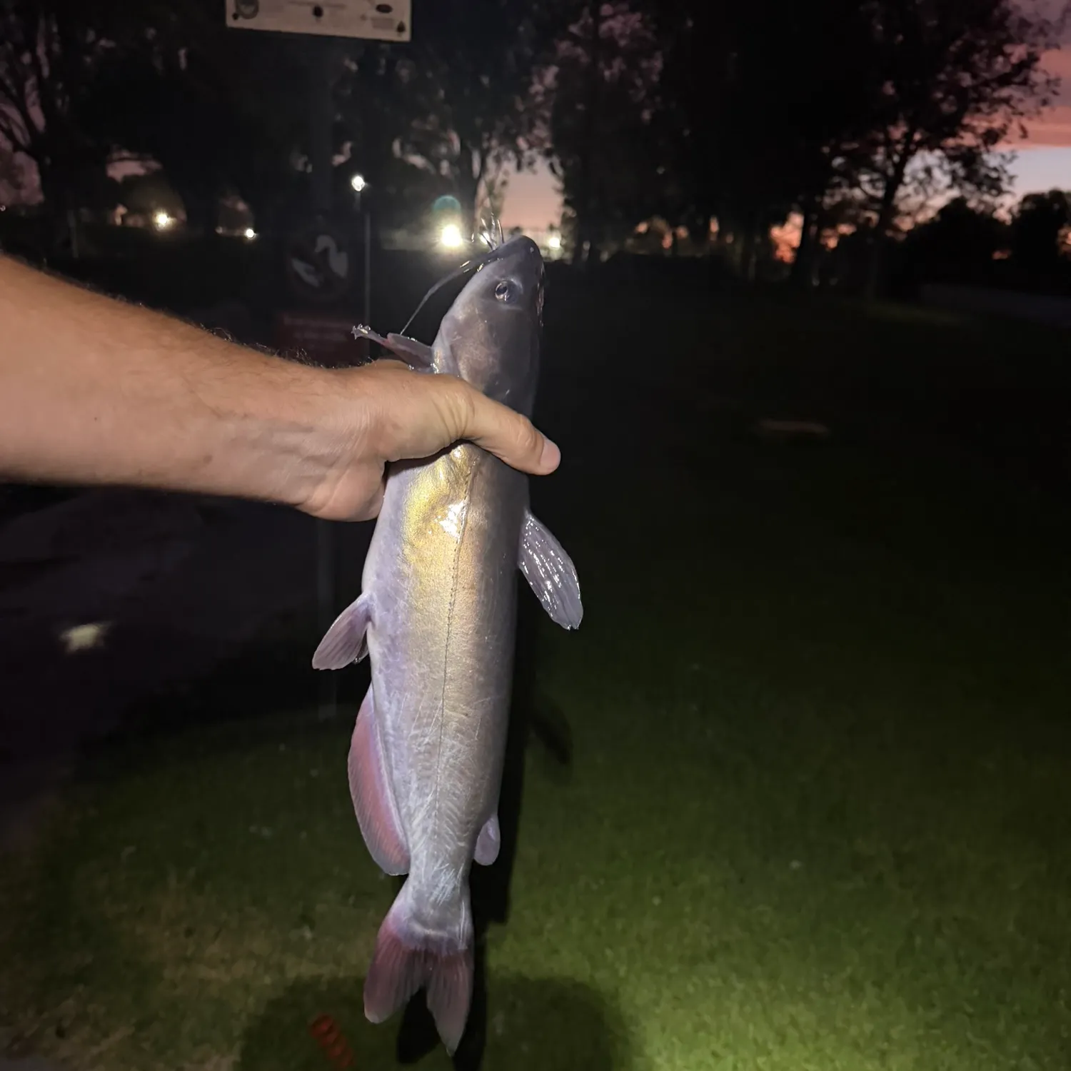 Channel catfish caught on Fishbrain