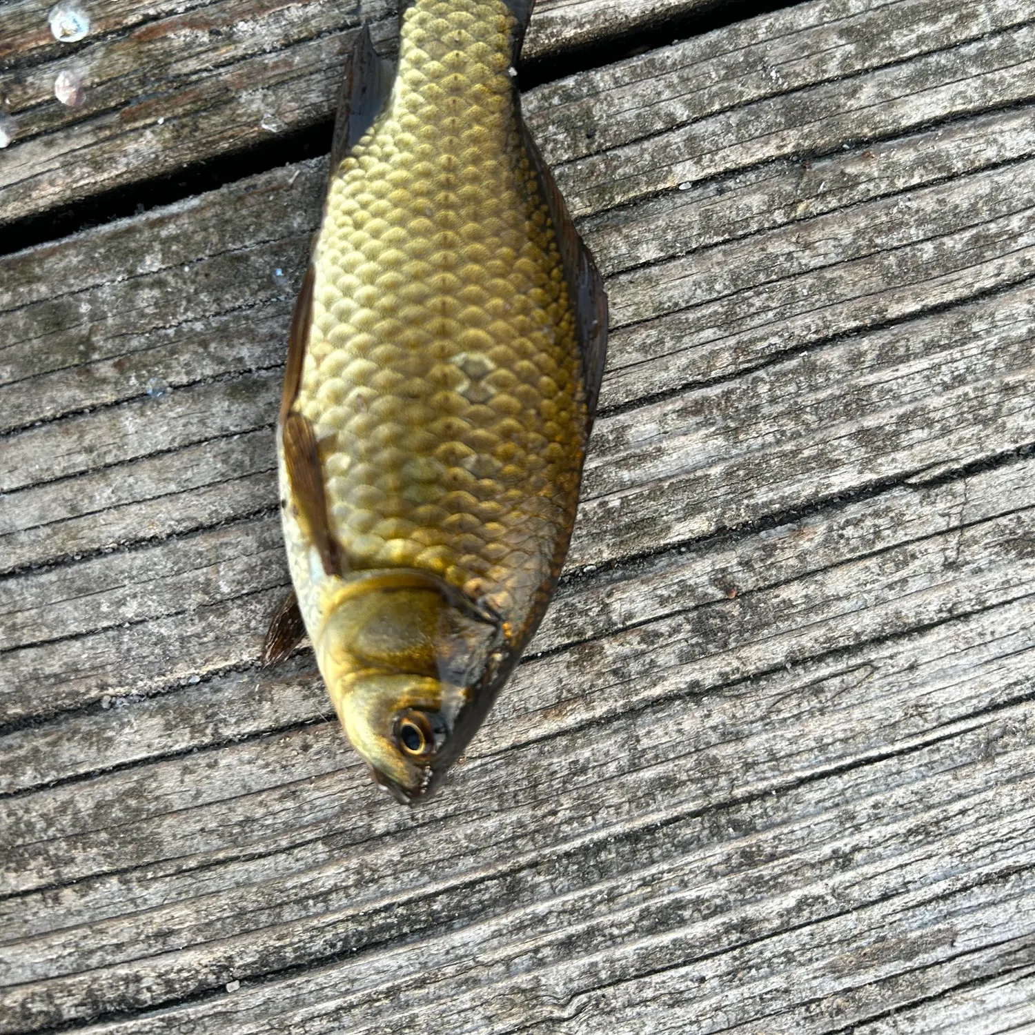 Goldfish caught on Fishbrain