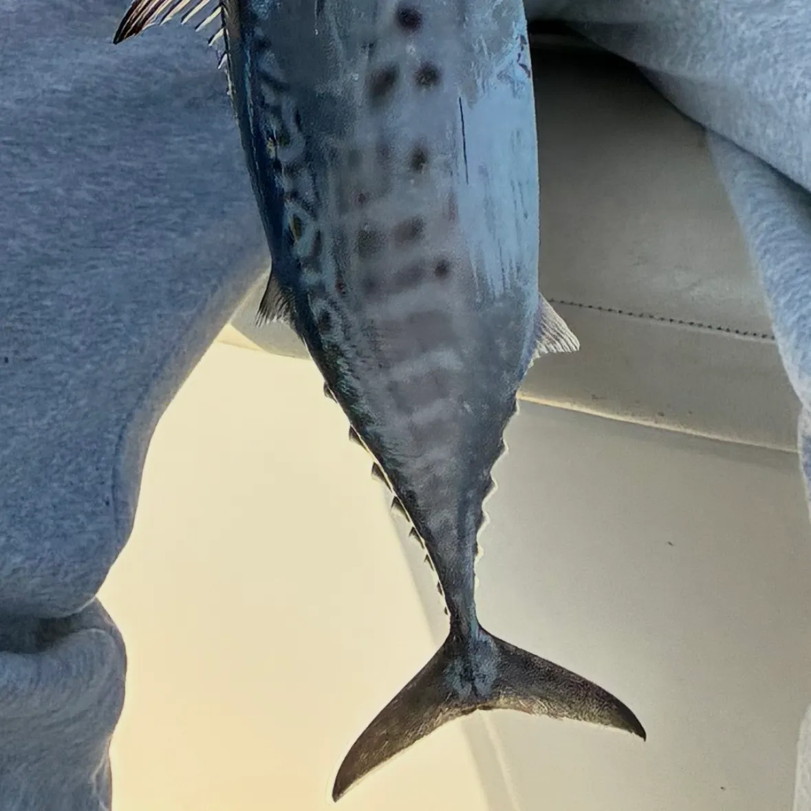 Little tunny caught on Fishbrain