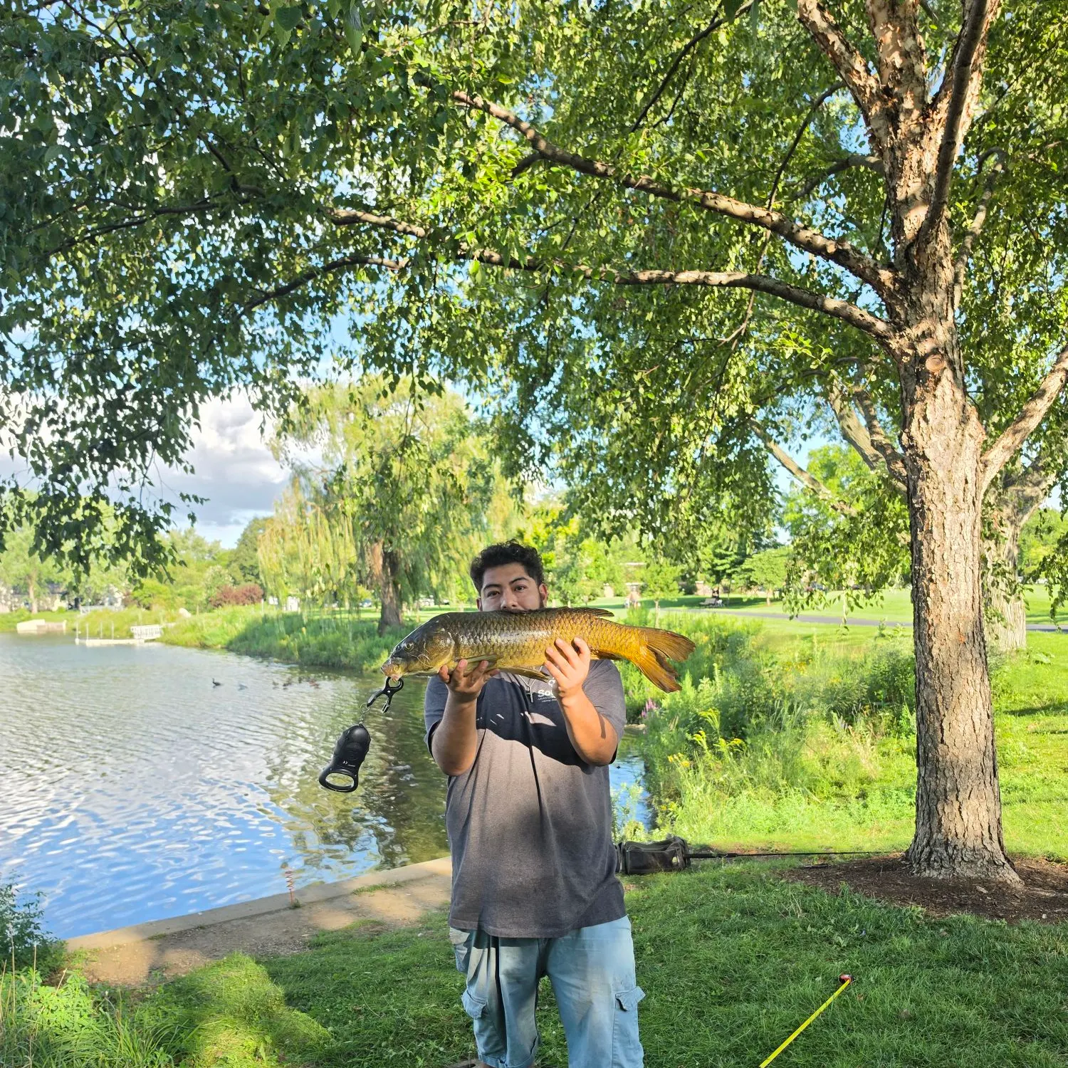 Common carp caught on Fishbrain