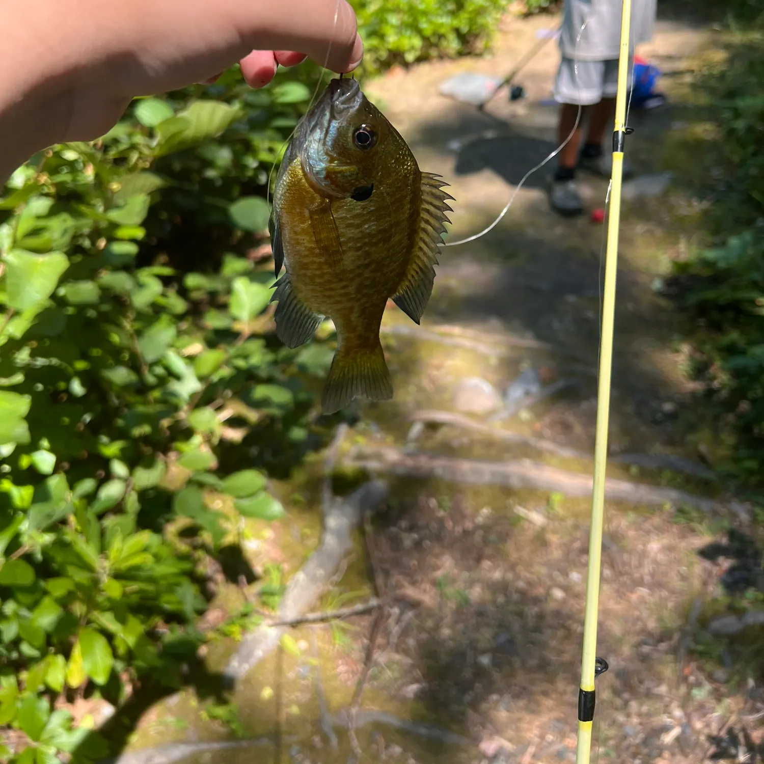 Bluegill caught on Fishbrain