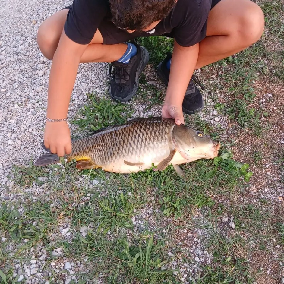 Common carp caught on Fishbrain