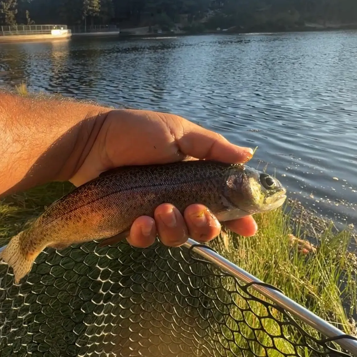 Rainbow trout caught on Fishbrain