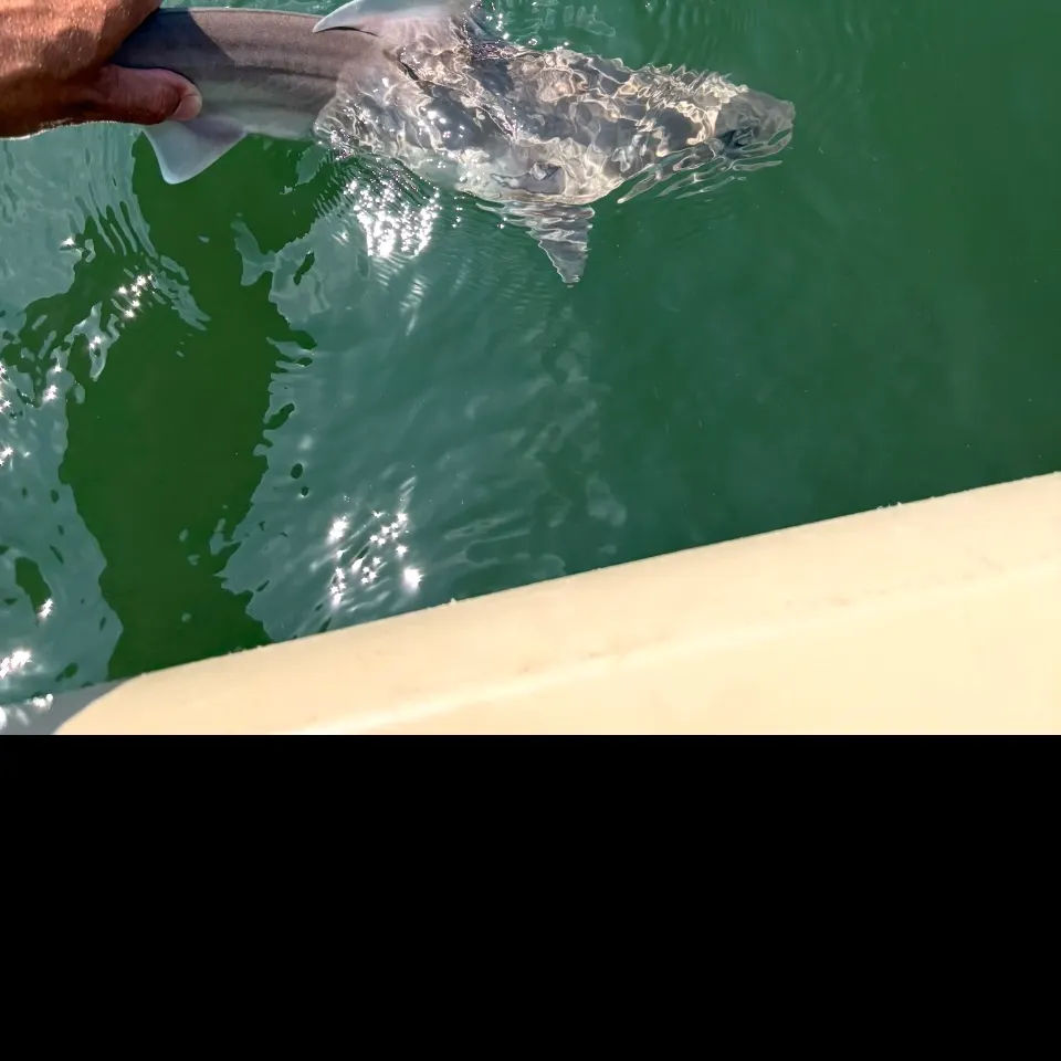 Blacktip shark caught on Fishbrain