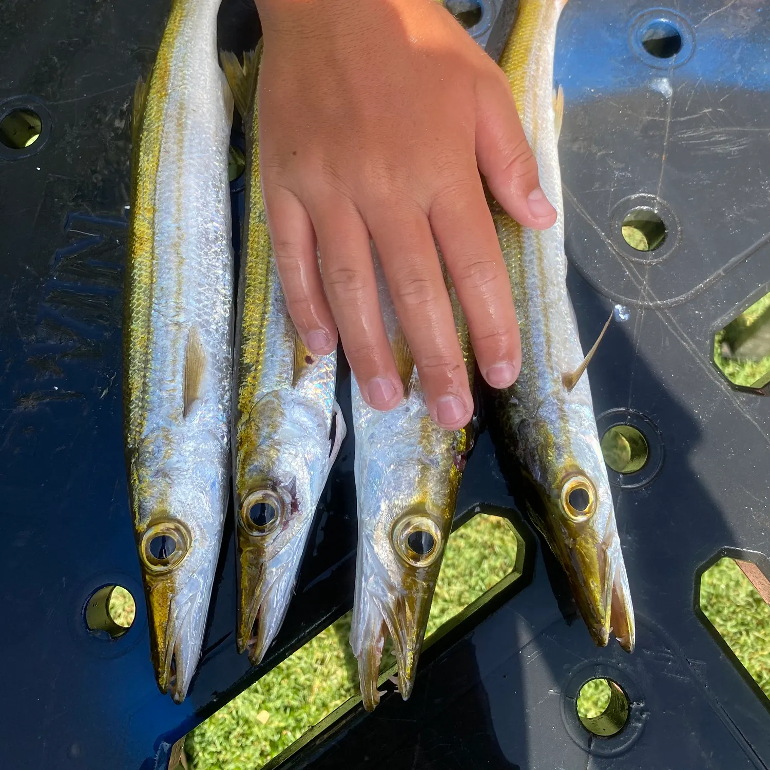 The most recent Australian barracuda catches on Fishbrain