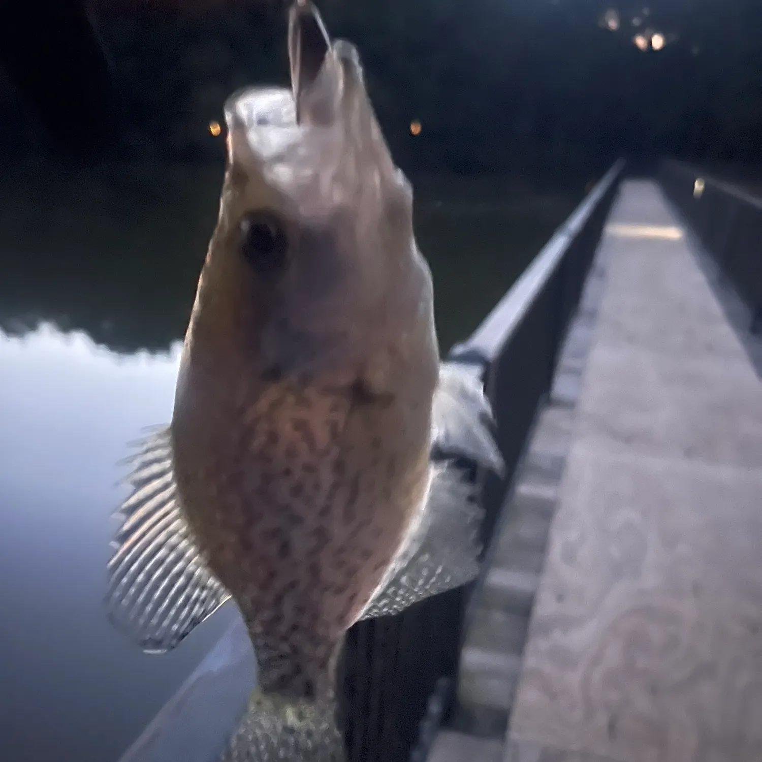 Black crappie caught on Fishbrain