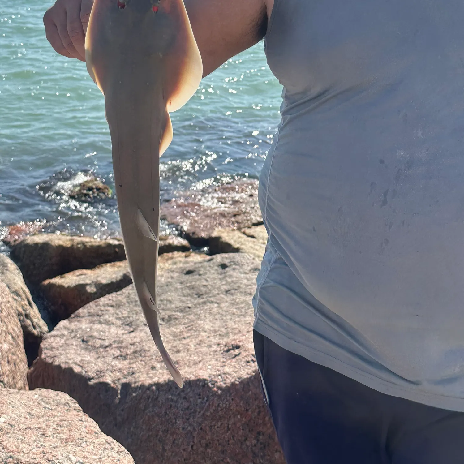 The most recent Common guitarfish catches on Fishbrain