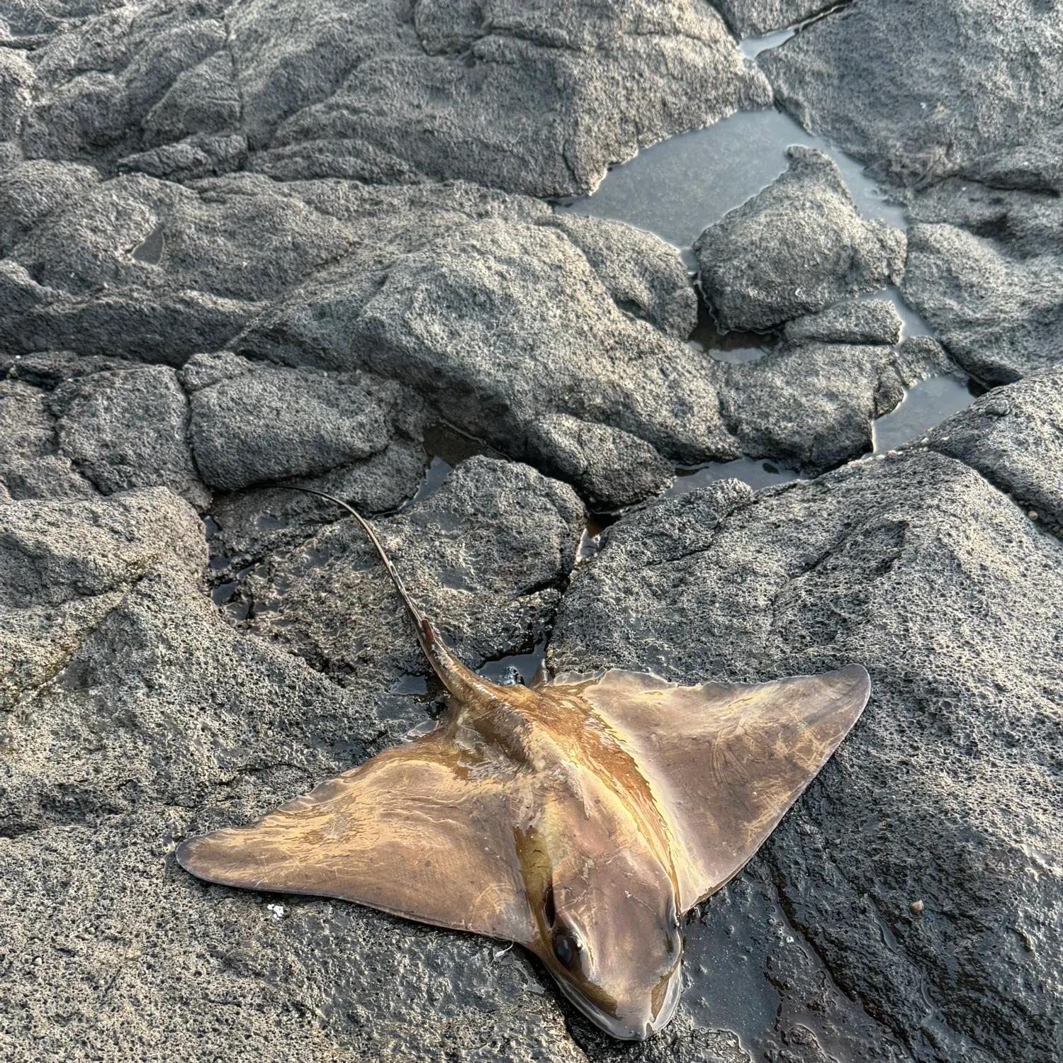 The most recent Common stingray catches on Fishbrain