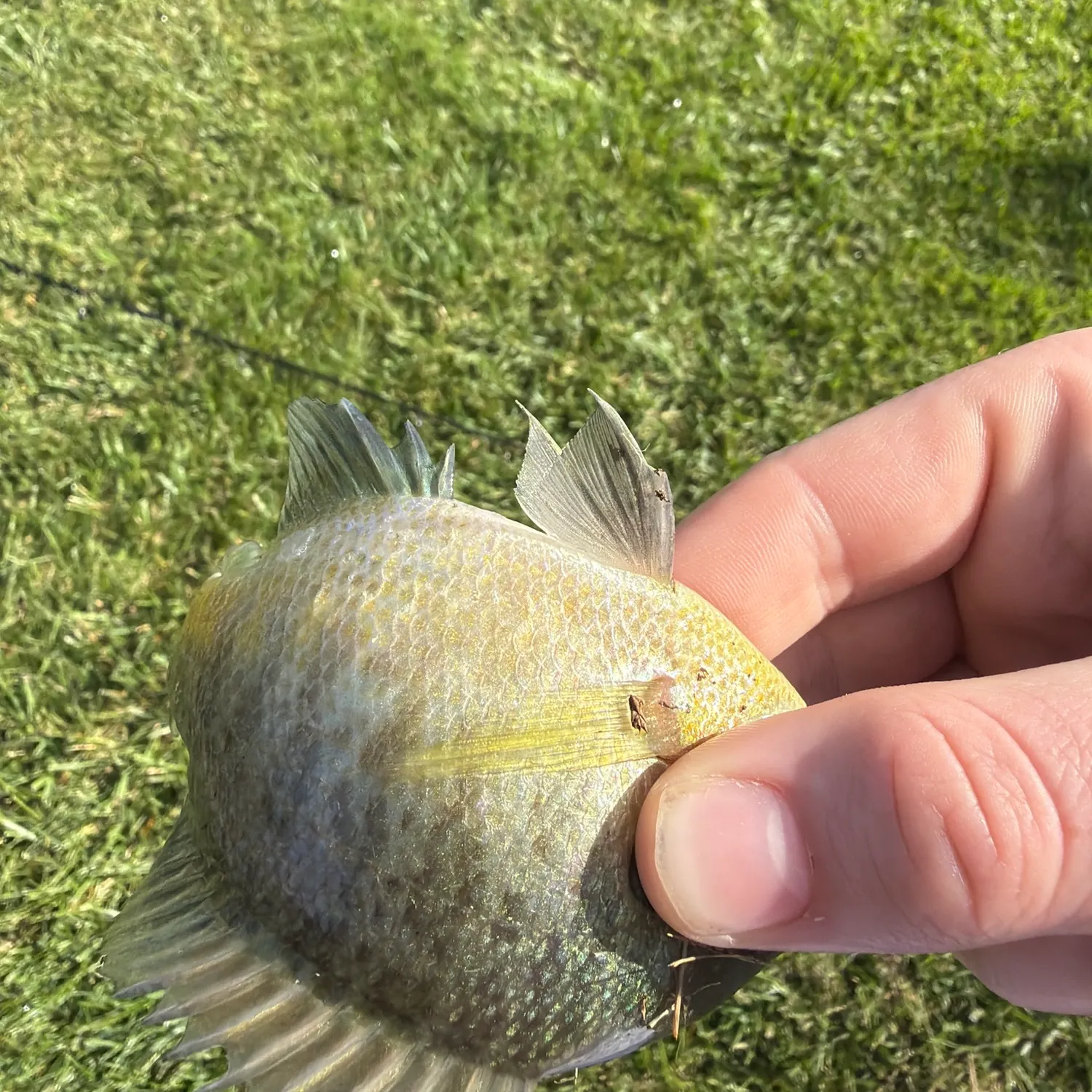 Bluegill caught on Fishbrain
