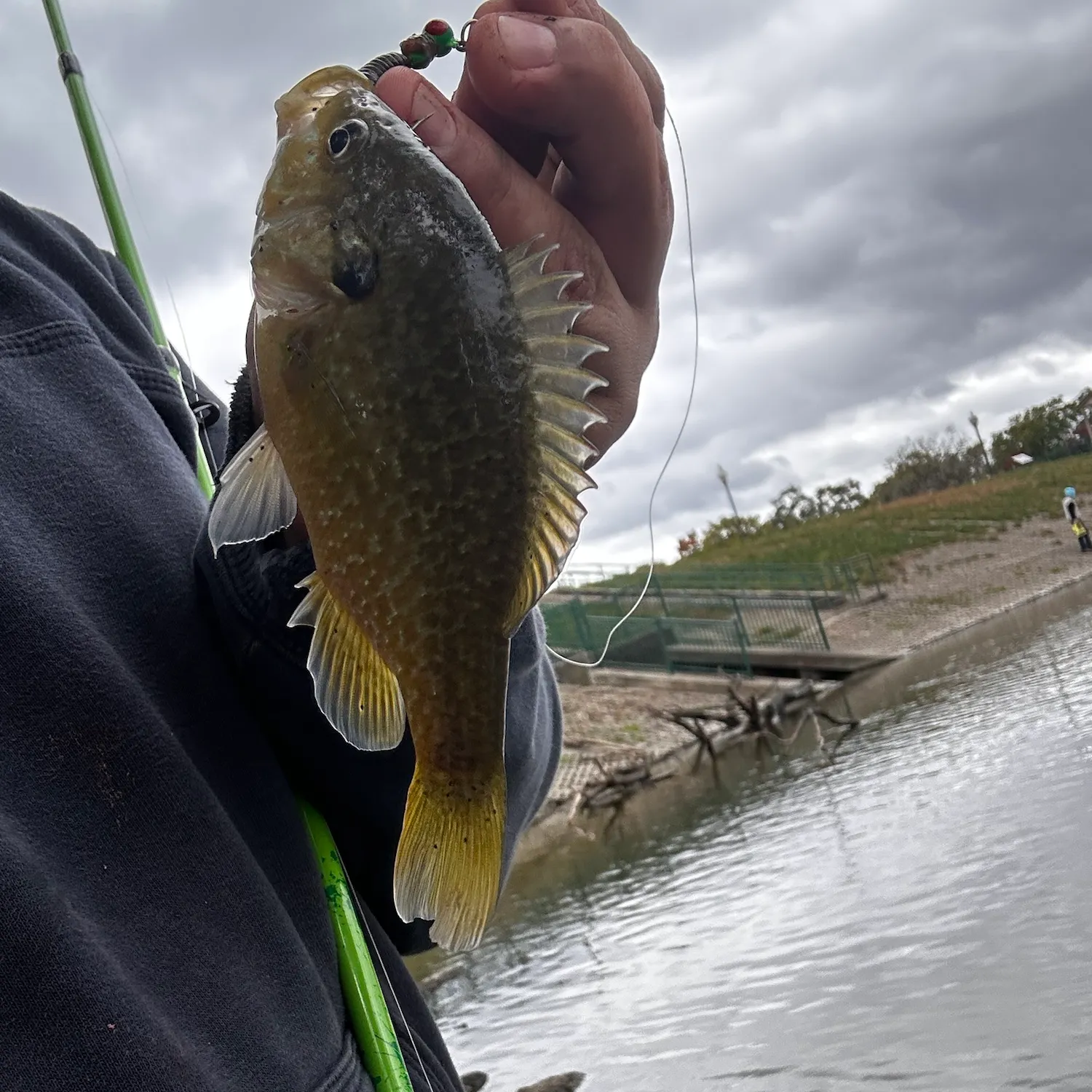 Greengill hybrid caught on Fishbrain