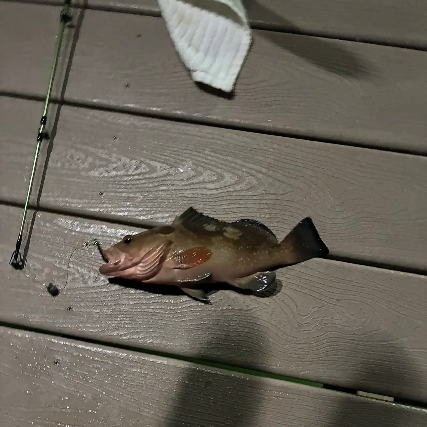 The most recent Red grouper catches on Fishbrain