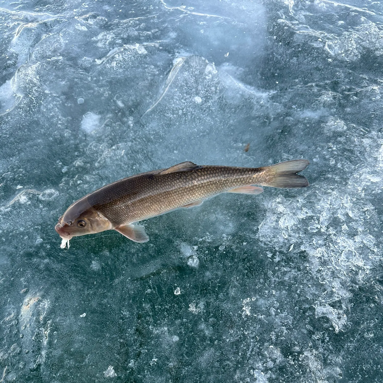 The most recent White sucker catches on Fishbrain