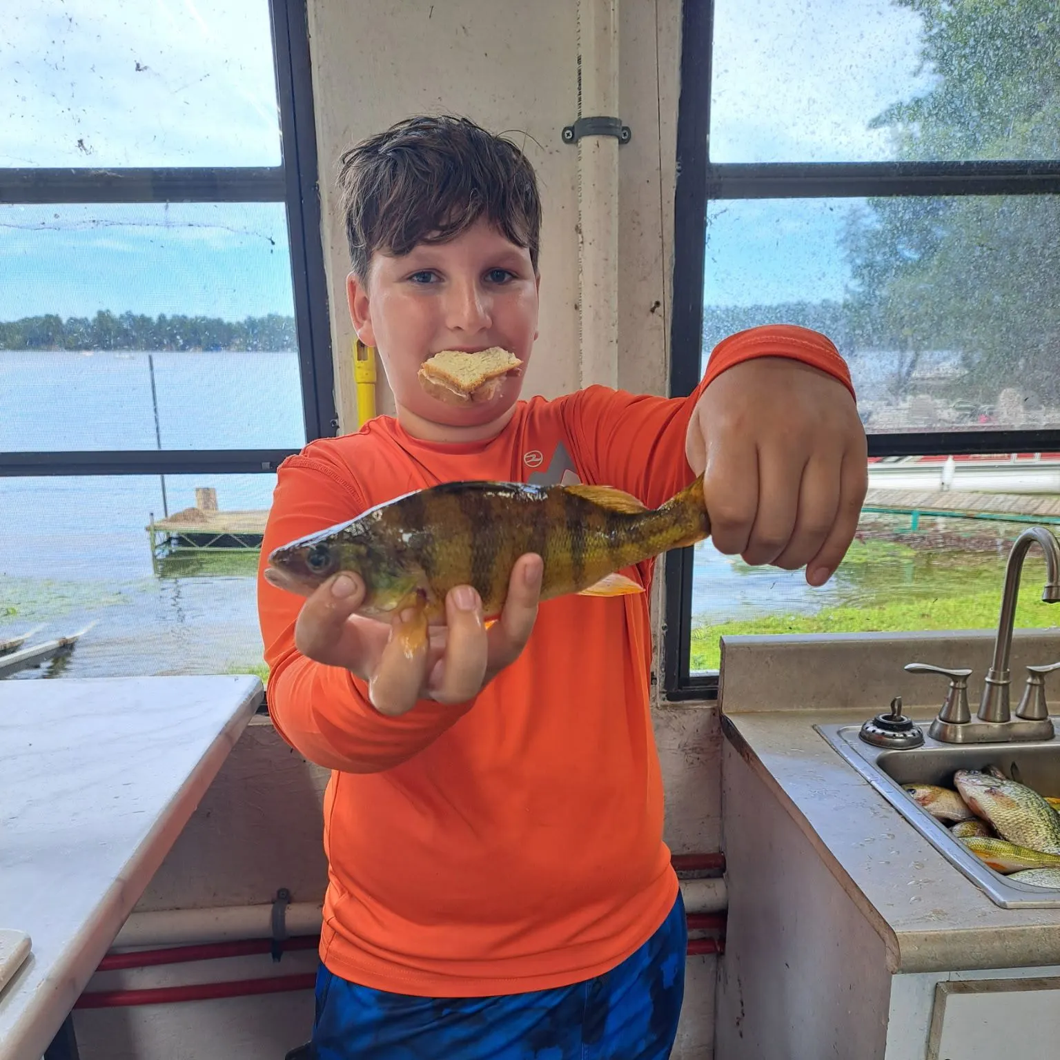 Yellow perch caught on Fishbrain