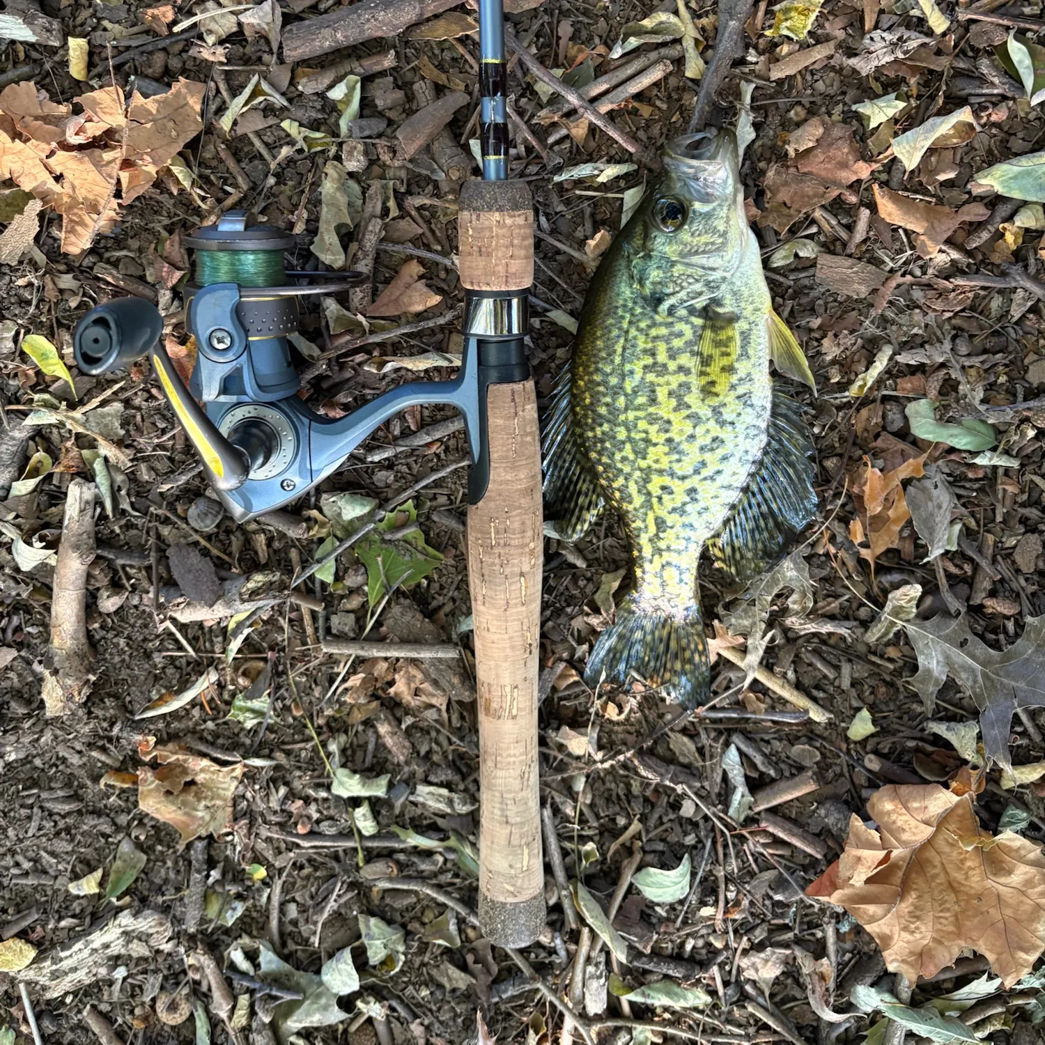 Black crappie caught on Fishbrain