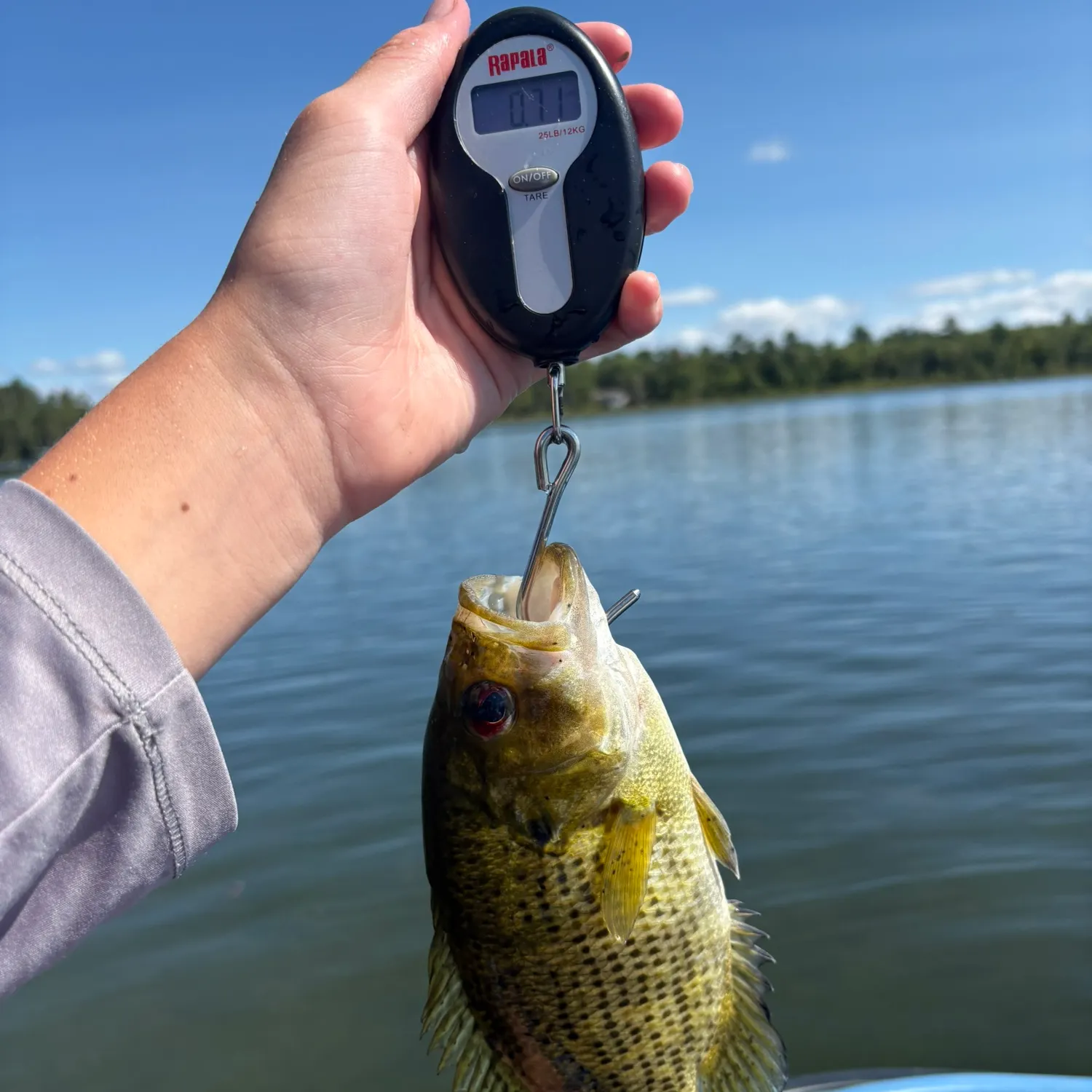 Rock bass caught on Fishbrain