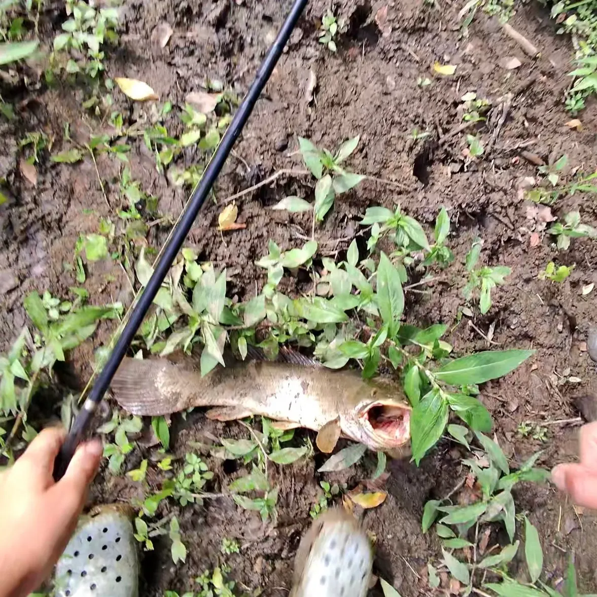 catch