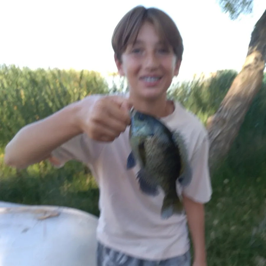 Bluegill caught on Fishbrain