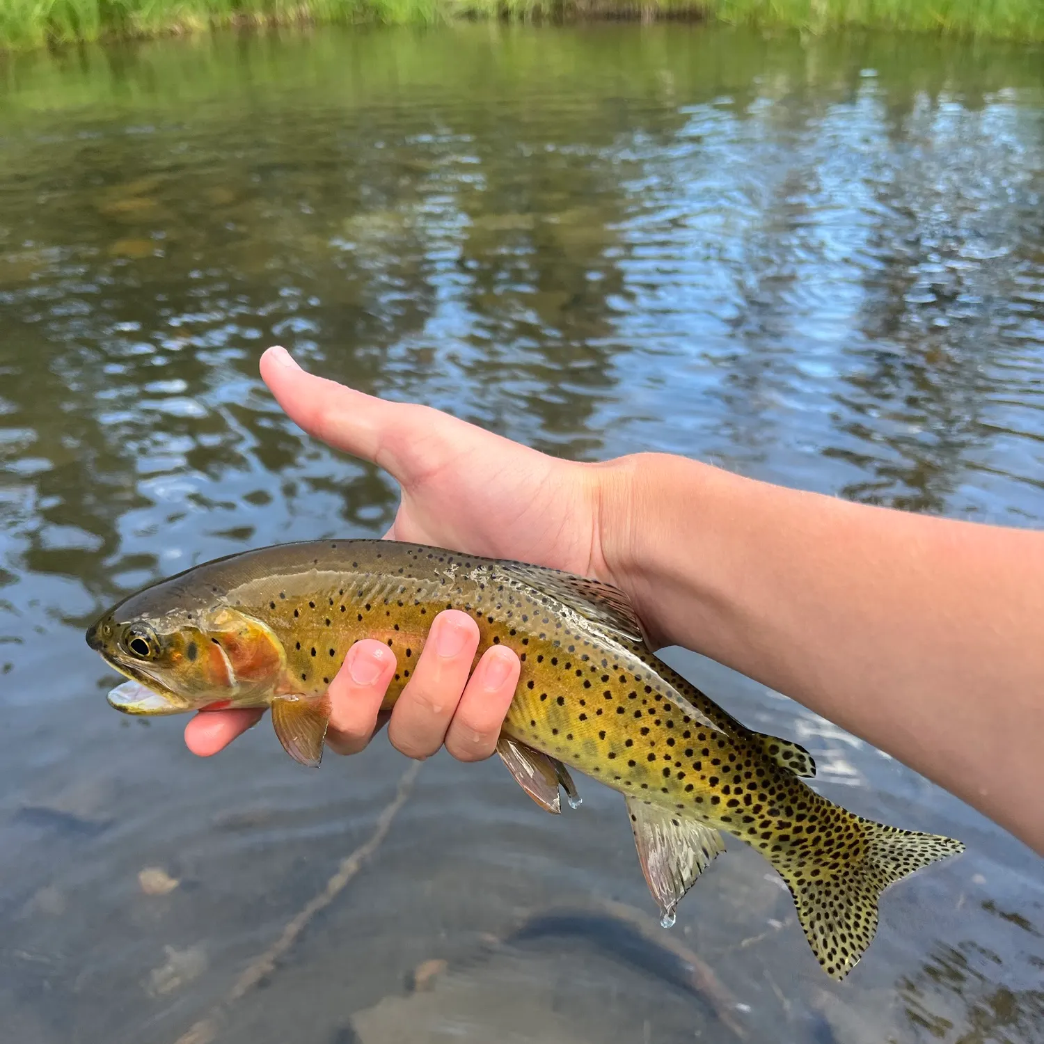 The most recent Greenback cutthroat trout catches on Fishbrain