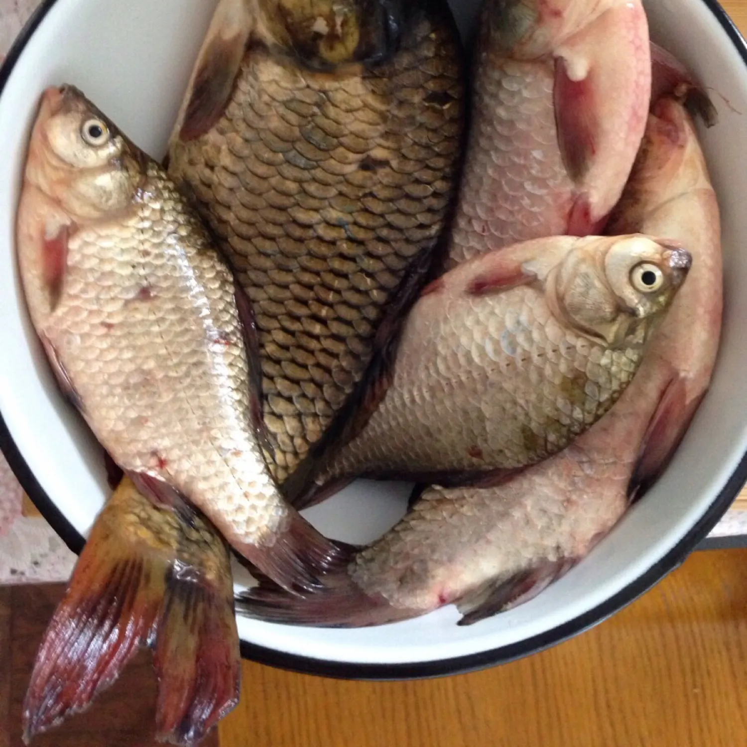 recently logged catches