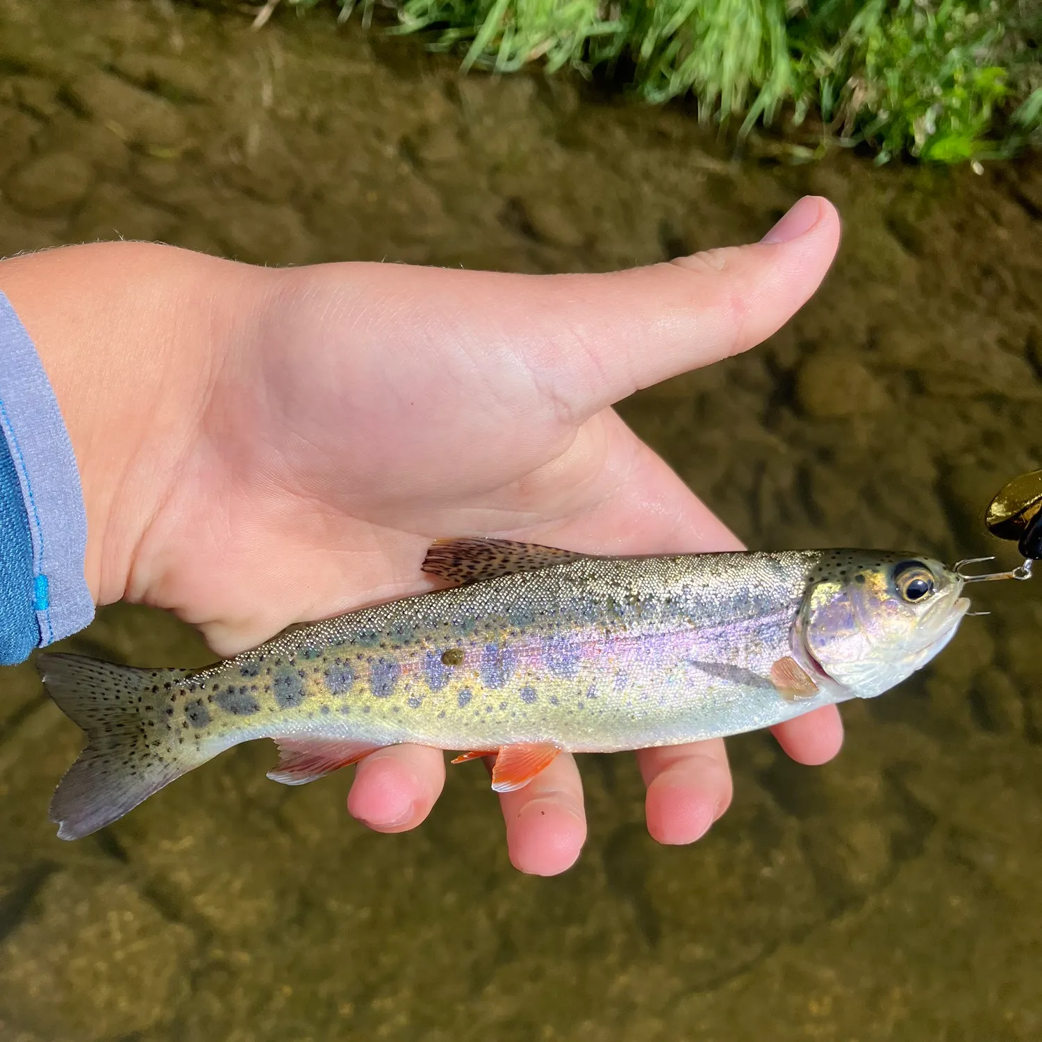 Cutthroat trout caught on Fishbrain