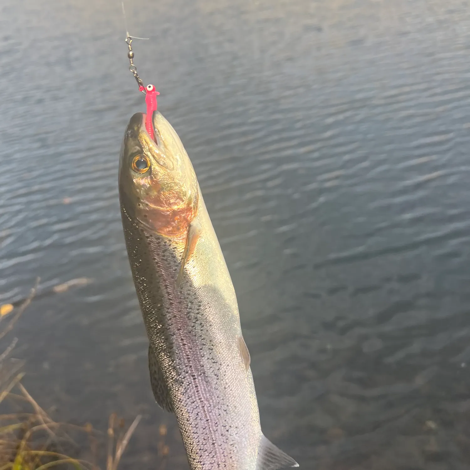 Rainbow trout caught on Fishbrain