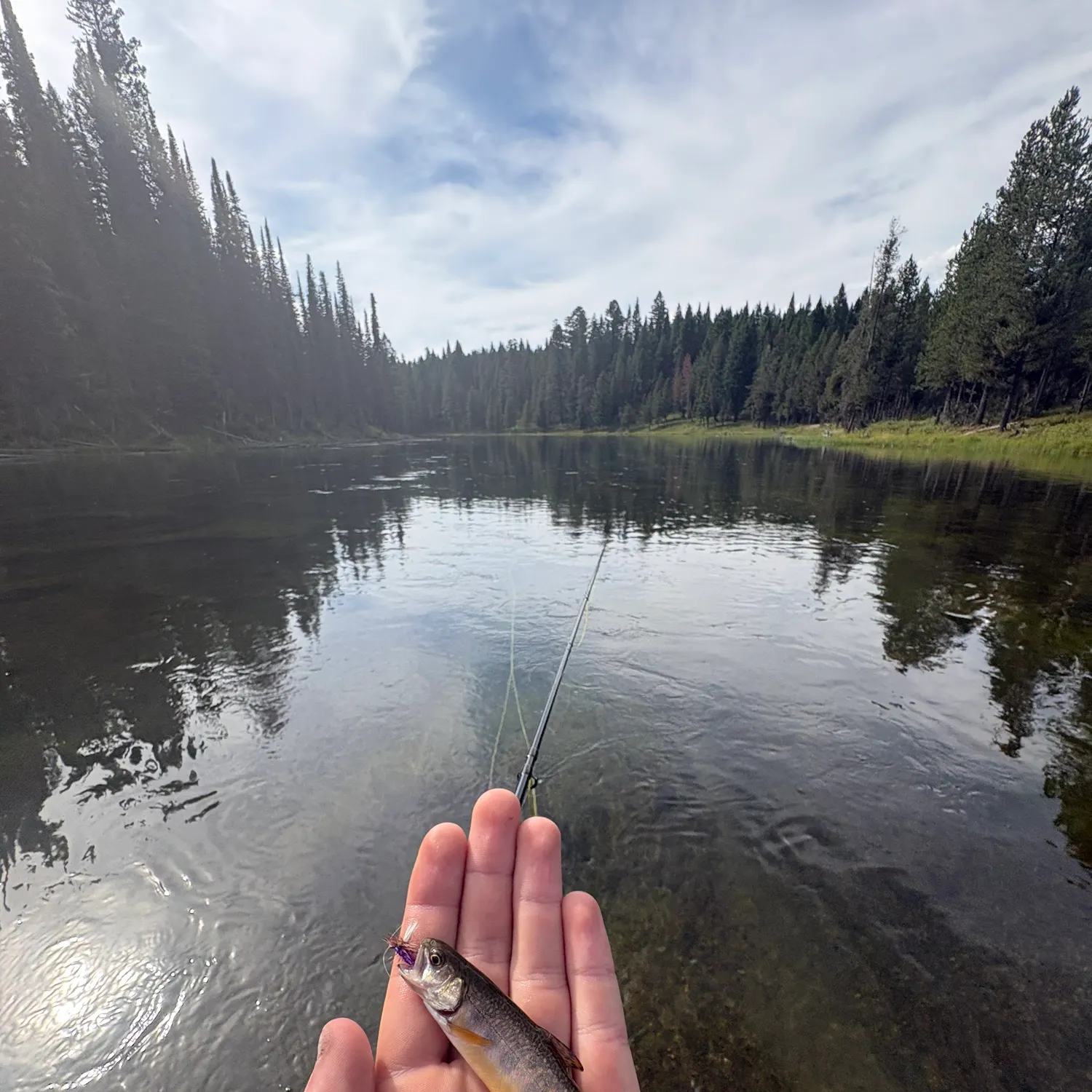 Brook trout caught on Fishbrain