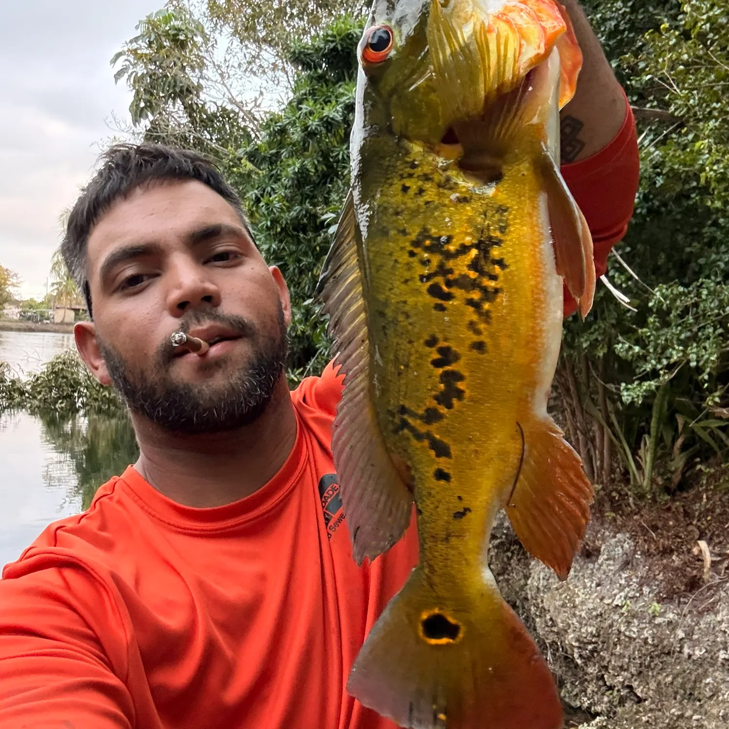 The most recent Butterfly peacock bass catches on Fishbrain