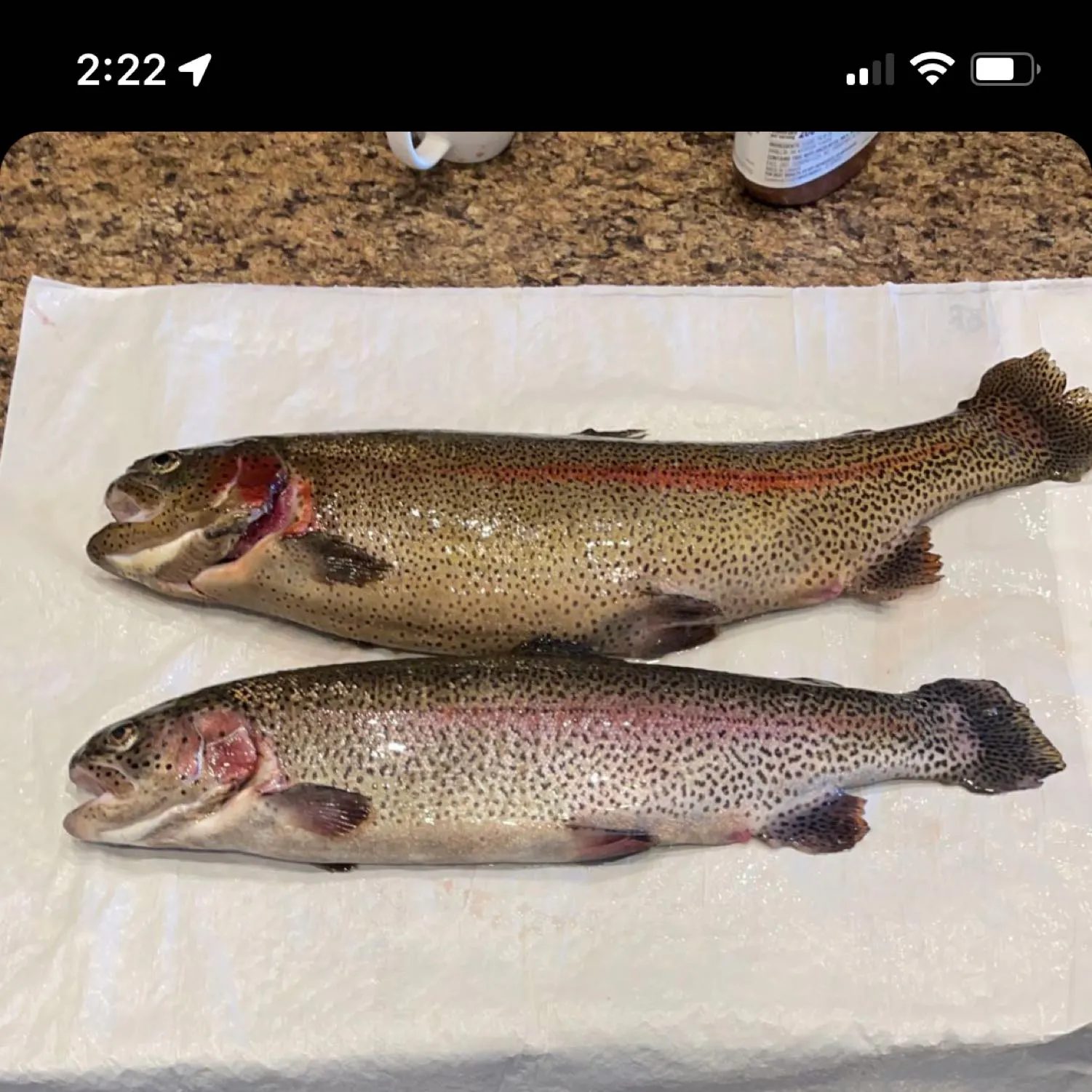 recently logged catches