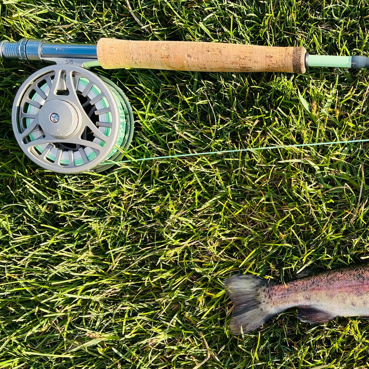 Rainbow trout caught on Fishbrain