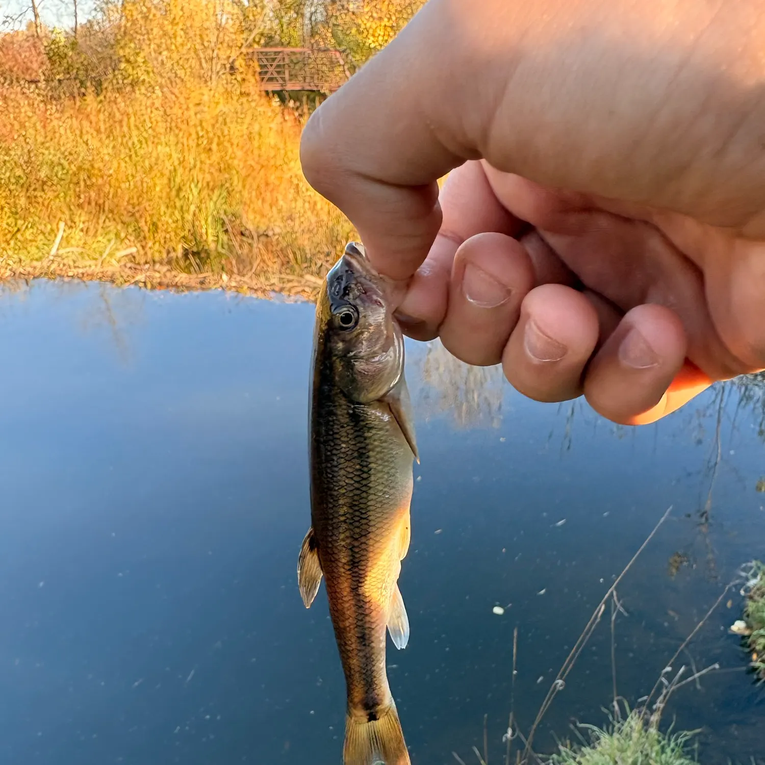 Hornyhead chub caught on Fishbrain