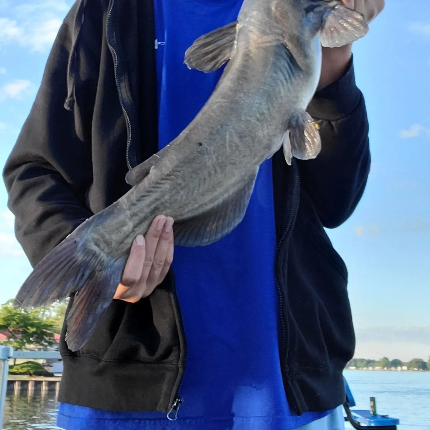 Channel catfish caught on Fishbrain