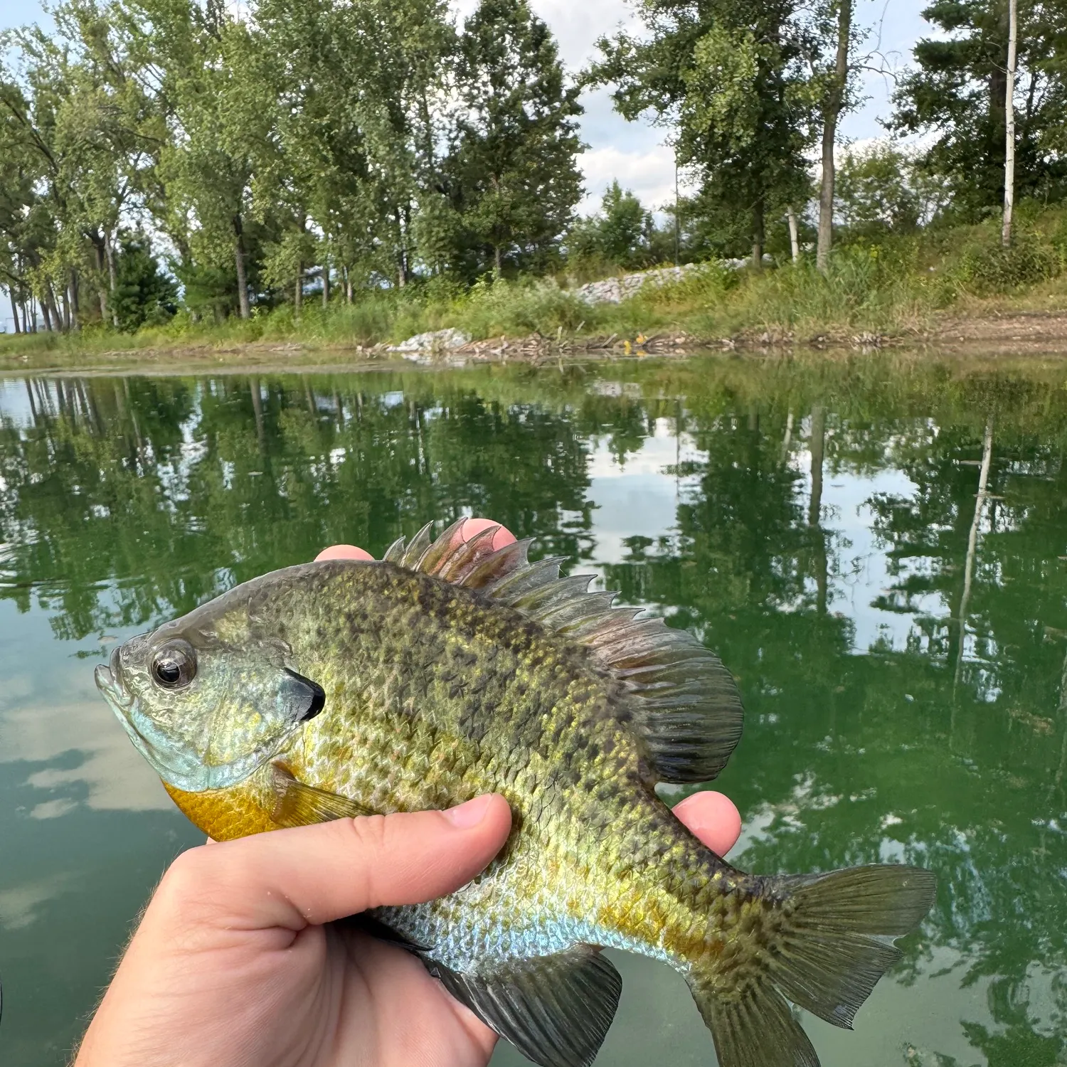 Bluegill caught on Fishbrain