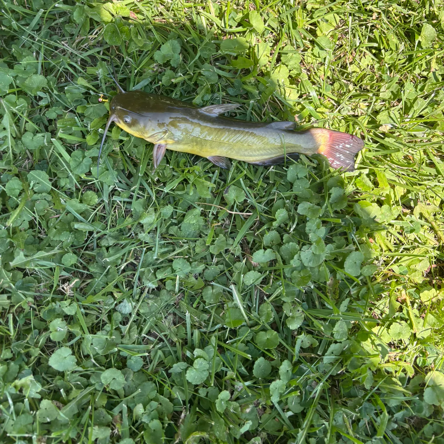 Yellow bullhead caught on Fishbrain