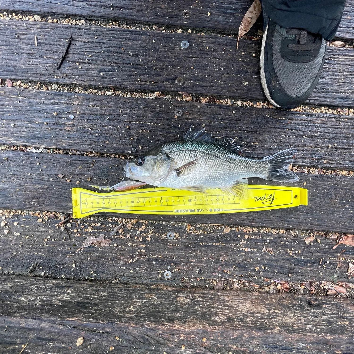 The most recent Australian bass catches on Fishbrain